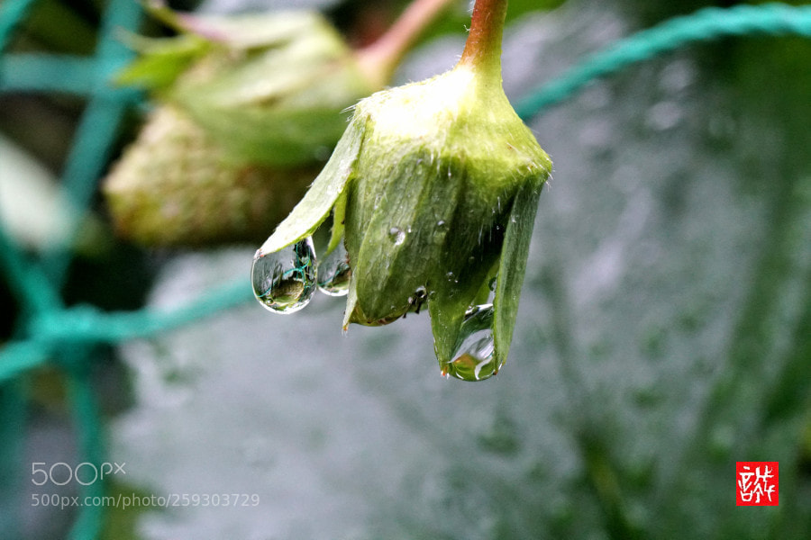 Sony a6500 sample photo. Raindrops 0524 photography