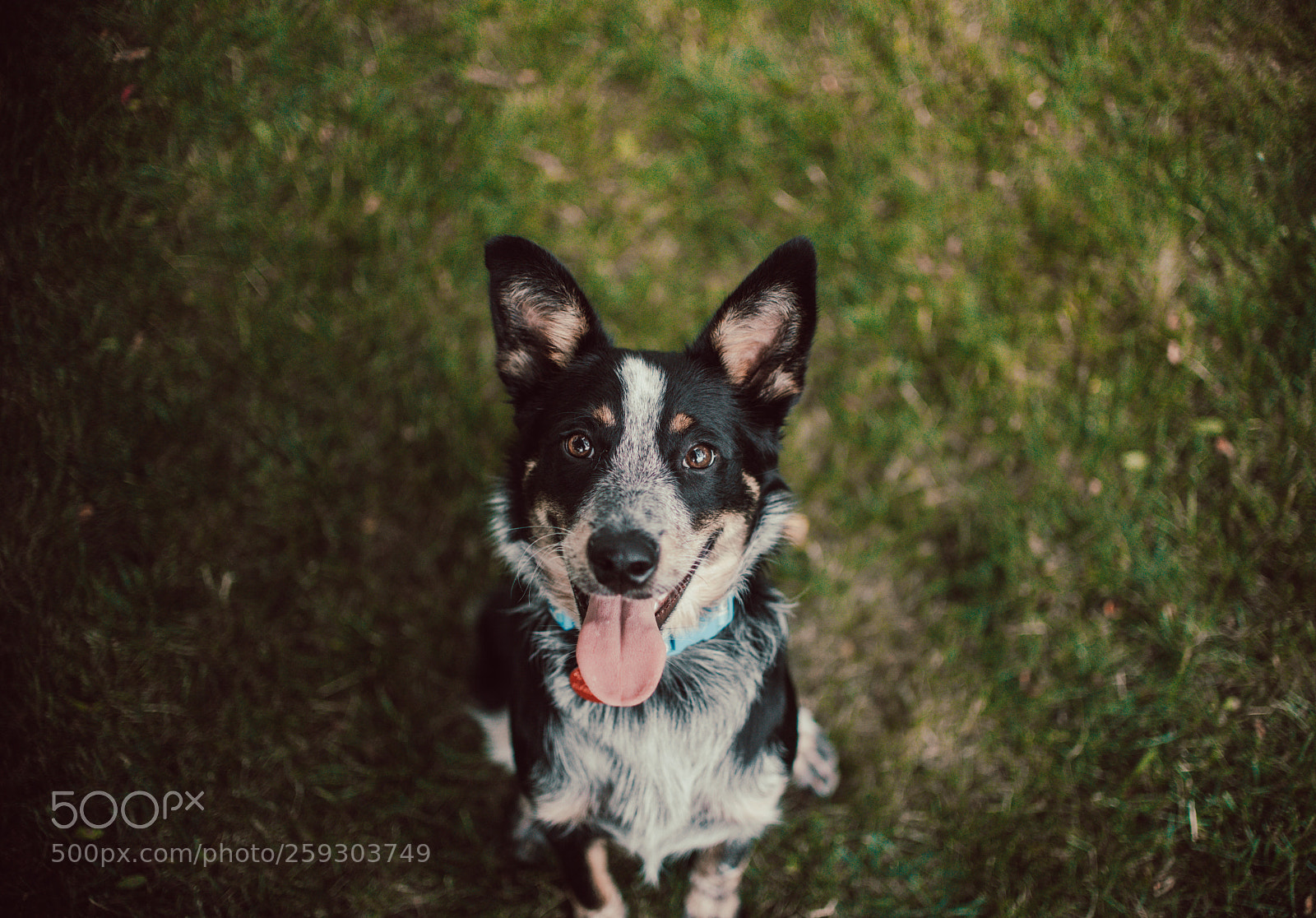 Nikon D750 sample photo. A girl's best friend photography