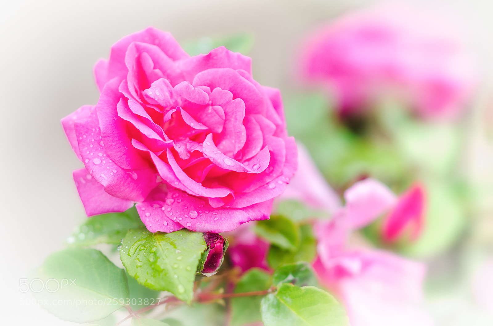 Nikon D5100 sample photo. Rosa photography