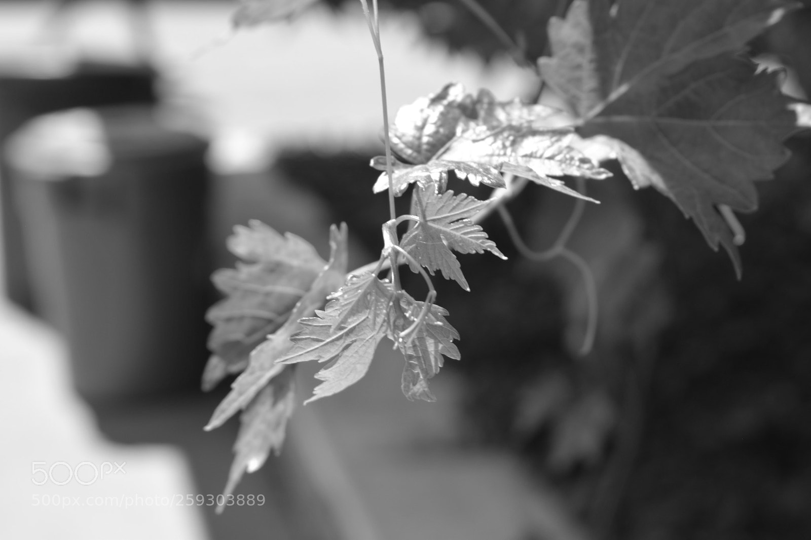 Nikon D5300 sample photo. Copy photography