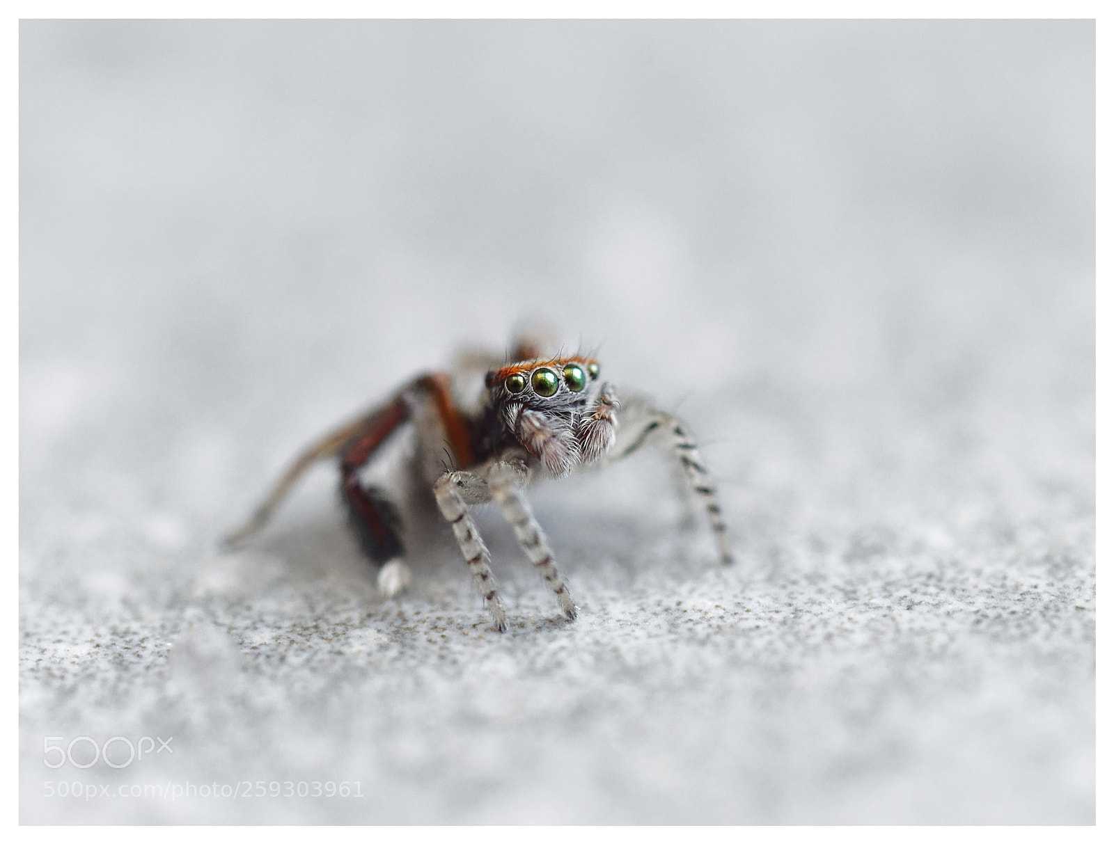 Olympus OM-D E-M1 Mark II sample photo. Olympus digital camera photography