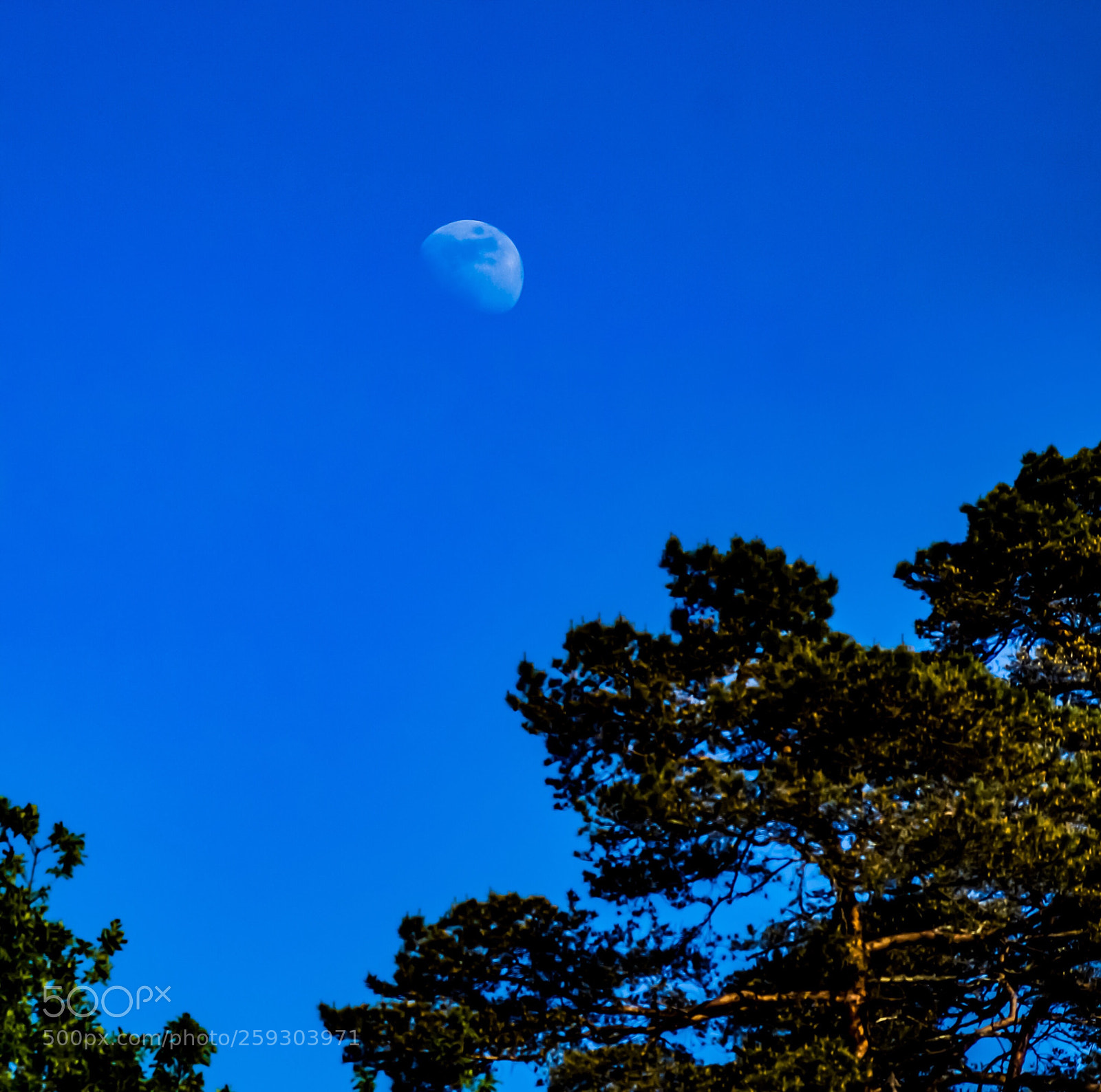 Sony SLT-A58 sample photo. Blue moon over my photography