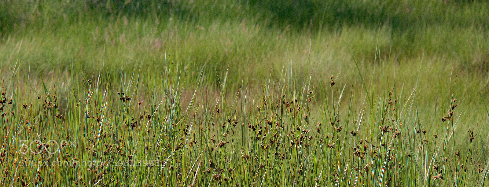Canon EOS 600D (Rebel EOS T3i / EOS Kiss X5) sample photo. Meadow photography