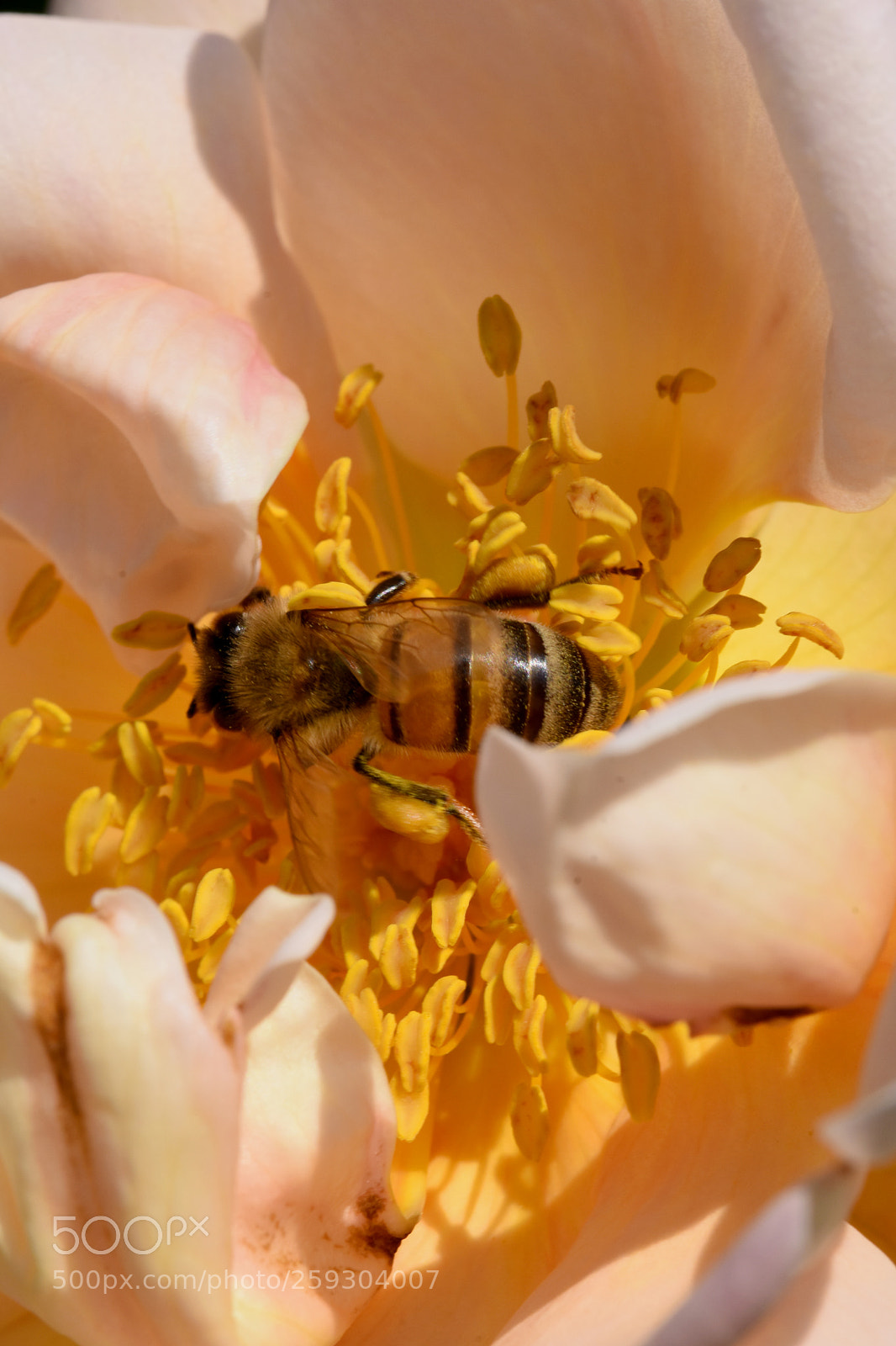 Nikon D7200 sample photo. Chateau flowers and bies photography