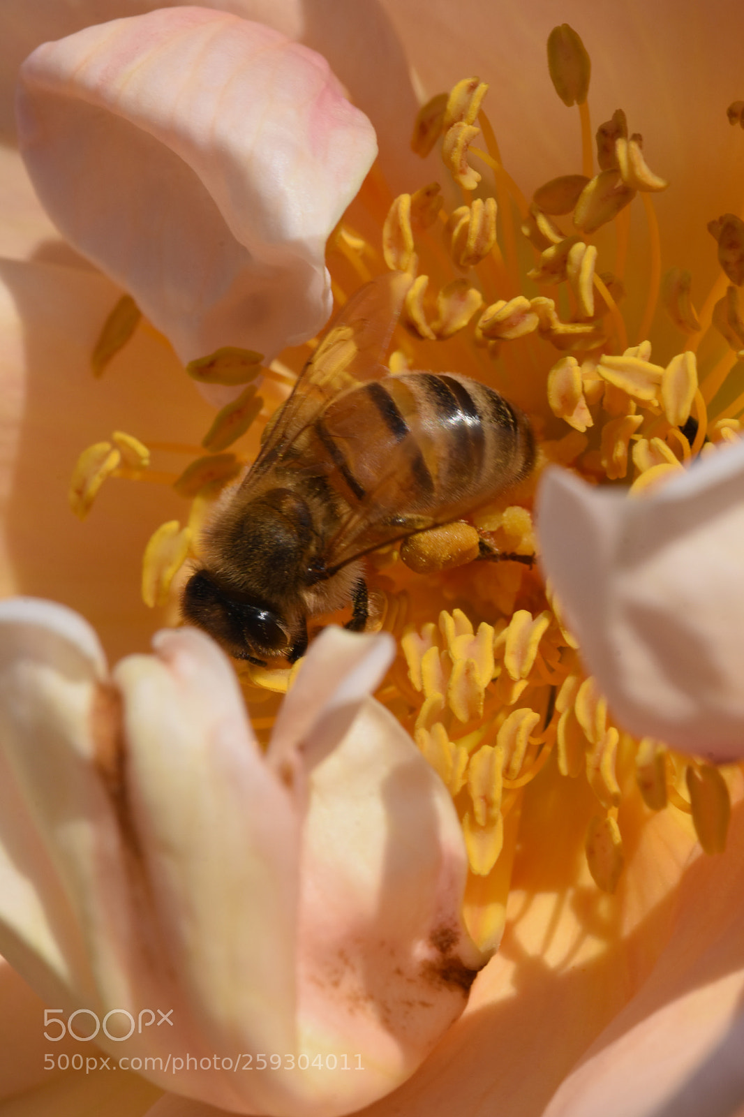 Nikon D7200 sample photo. Chateau flowers and bies photography
