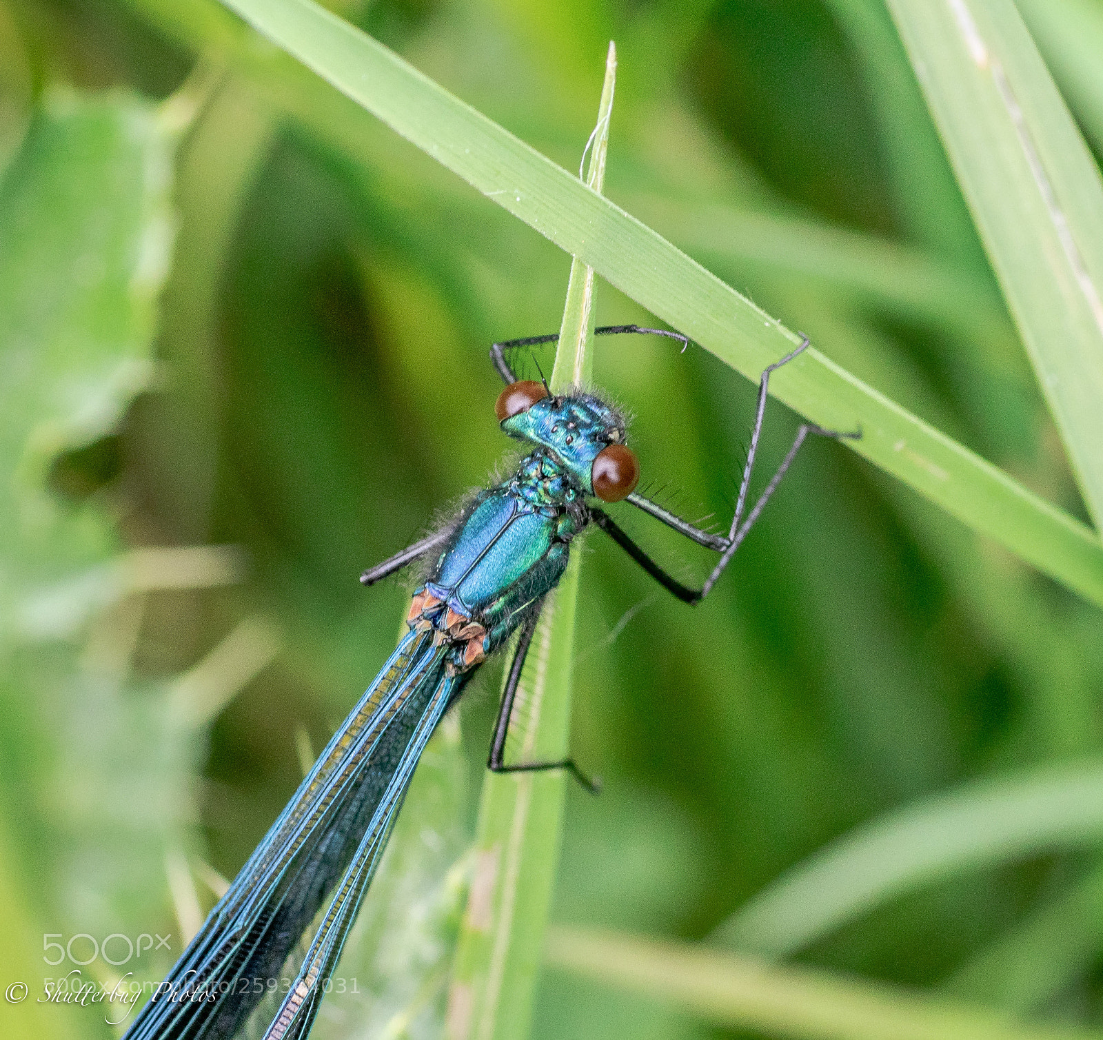Canon EOS 80D sample photo. Banded dem photography