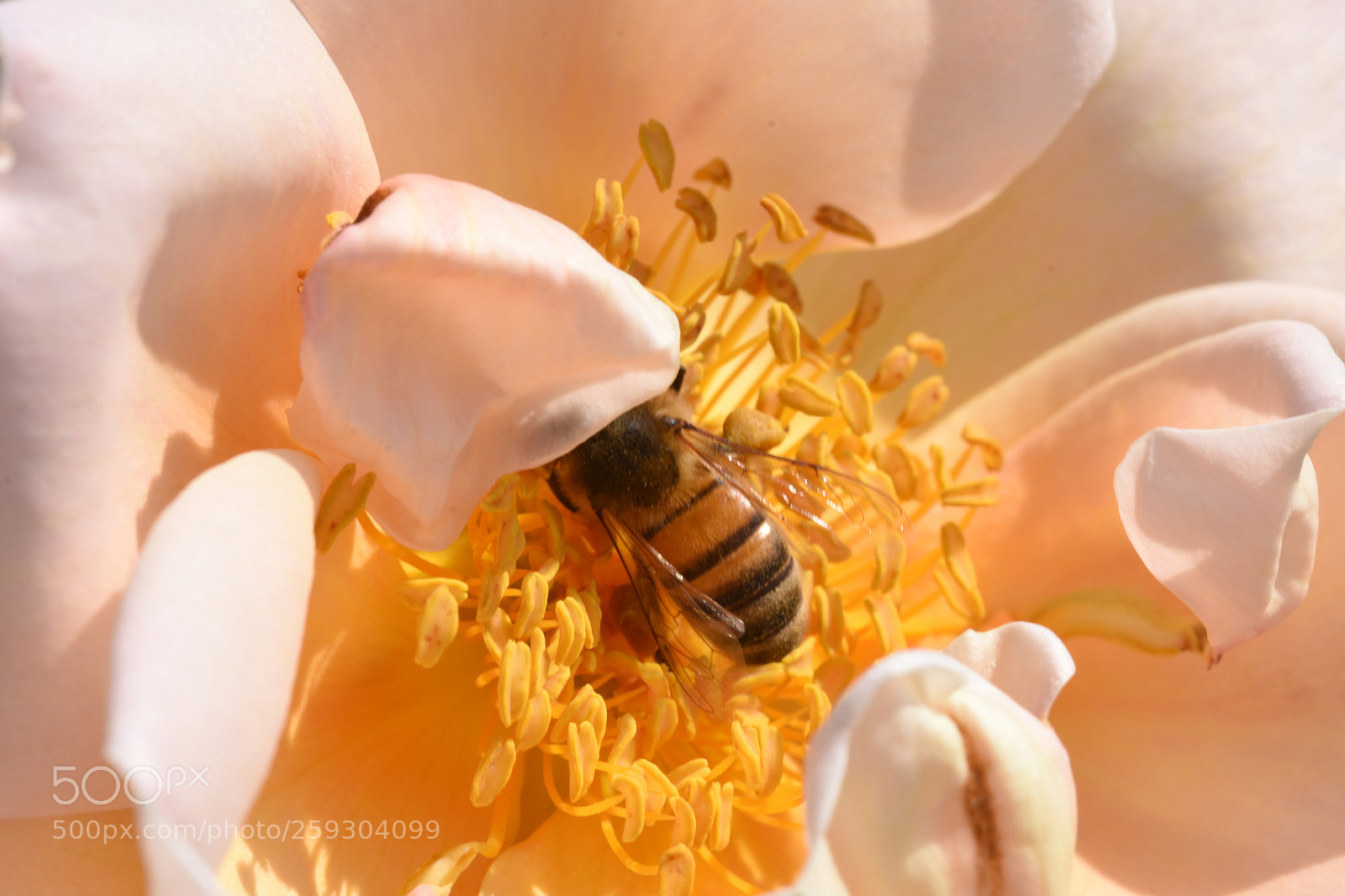 Nikon D7200 sample photo. Chateau flowers and bies photography