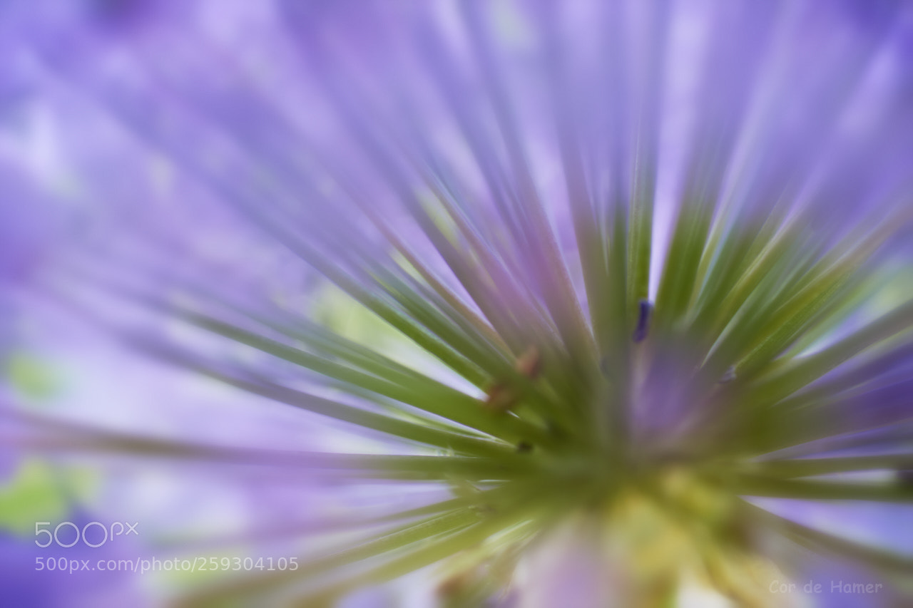 Sony SLT-A99V sample photo. Closeup allium heart photography
