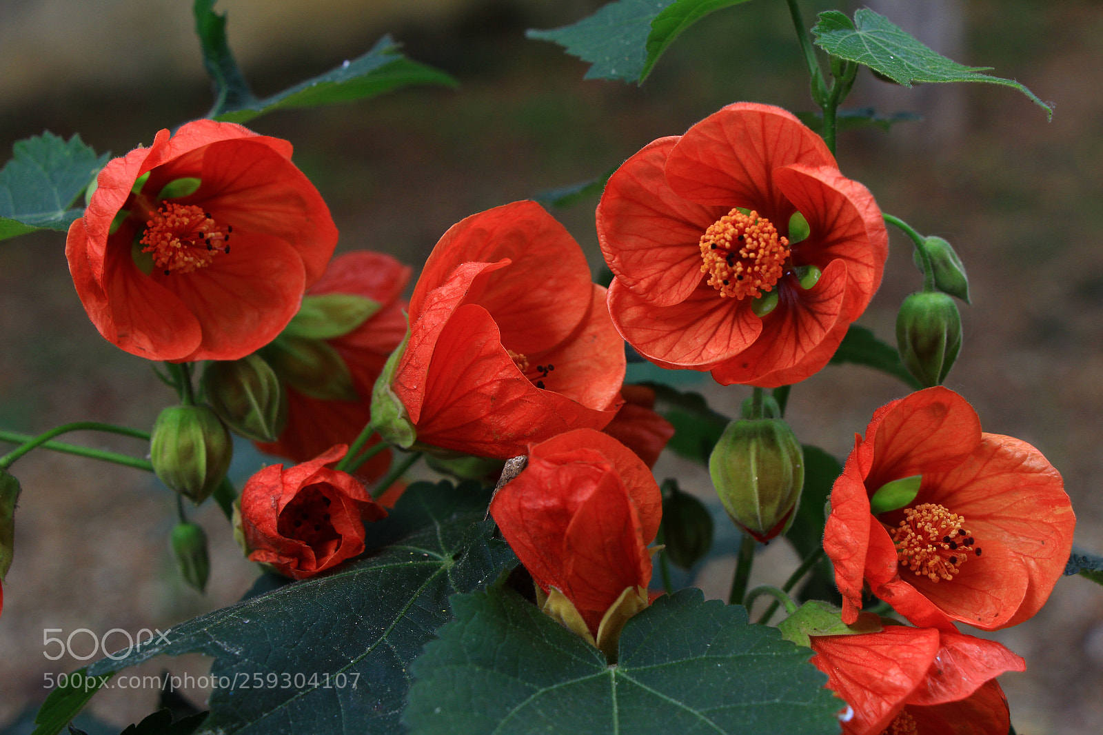 Canon EOS 60D sample photo. Untitled photography