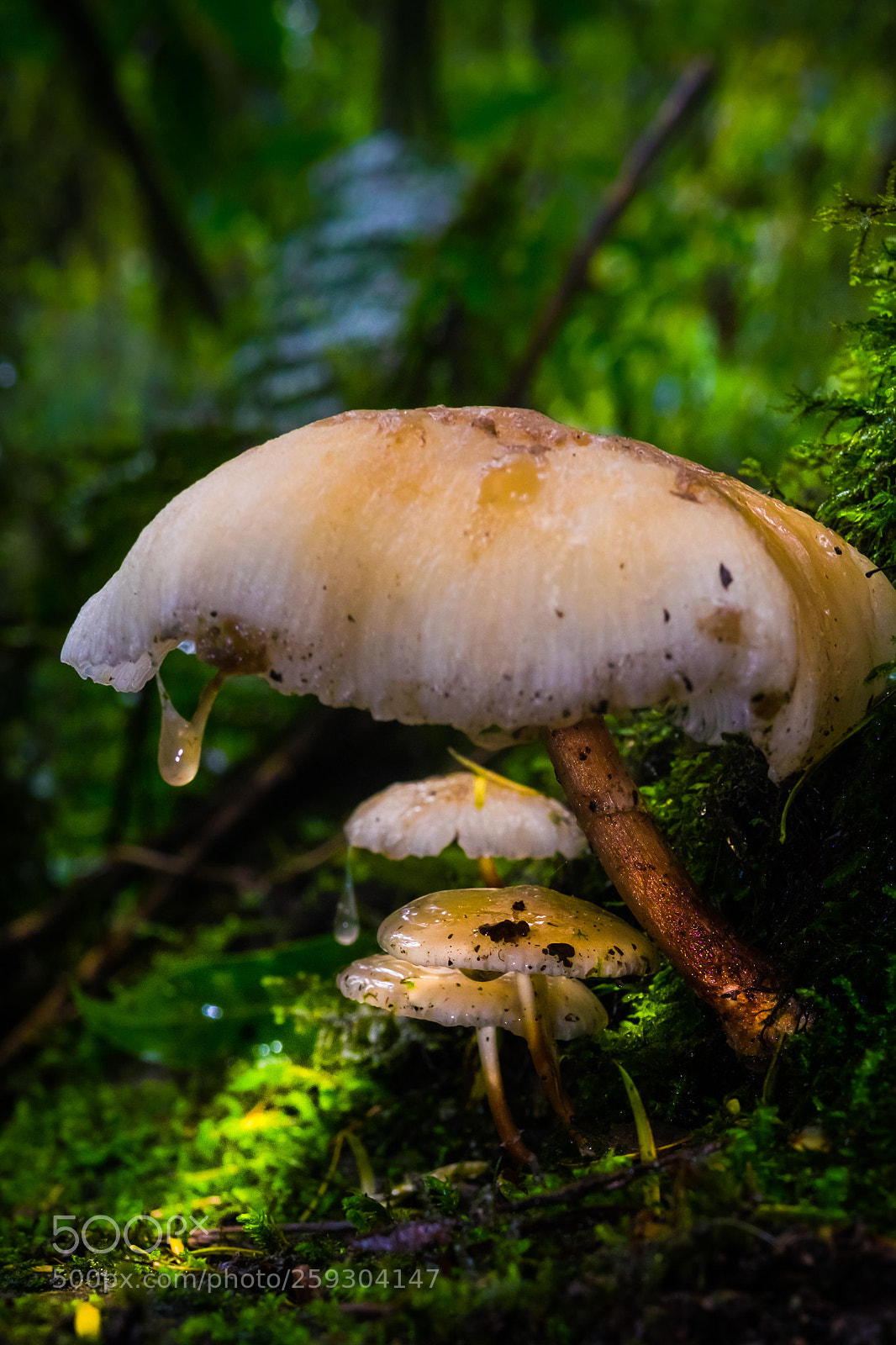 Fujifilm X-E2 sample photo. Mushrooms photography