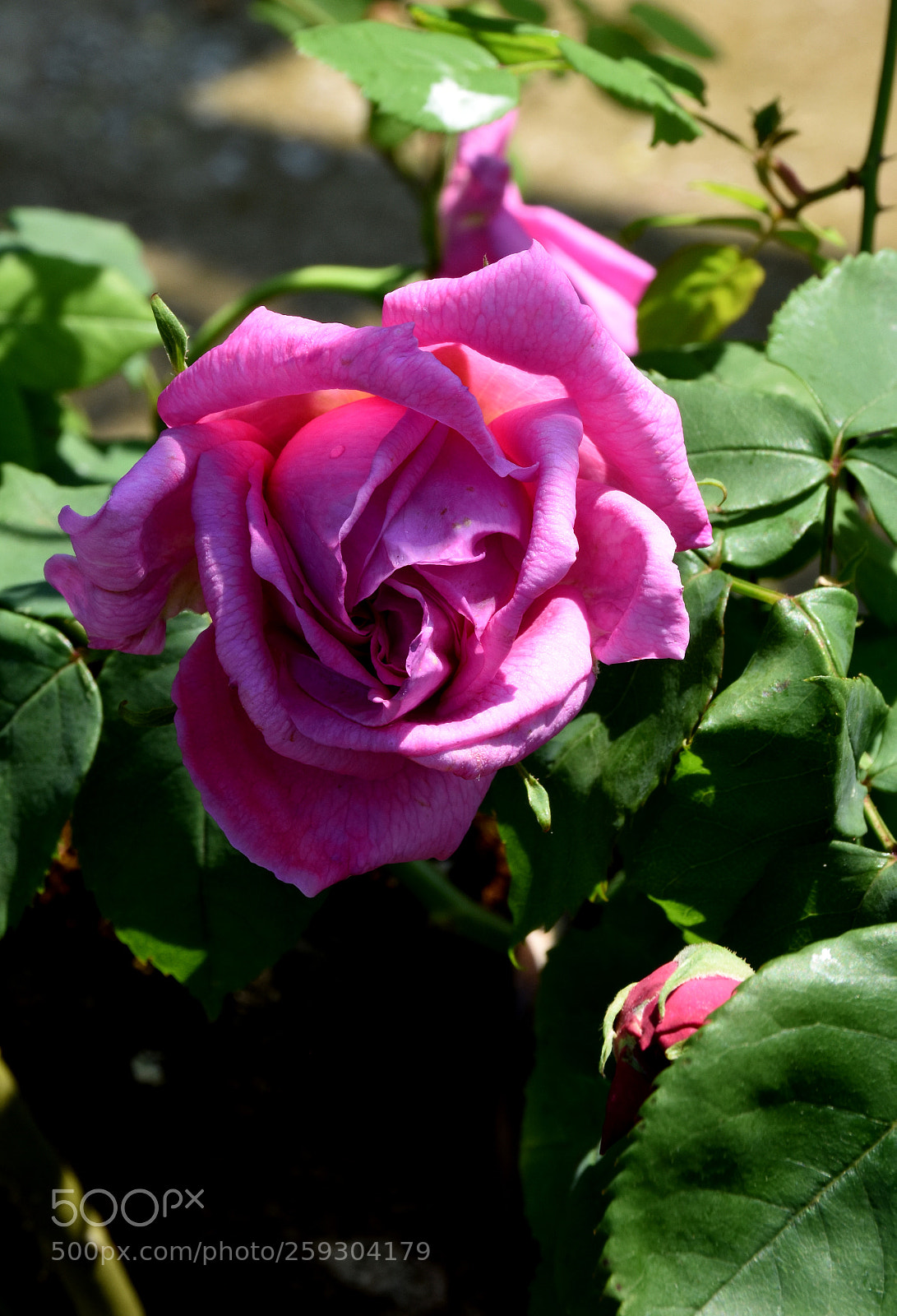 Nikon D7200 sample photo. Chateau flowers and bies photography