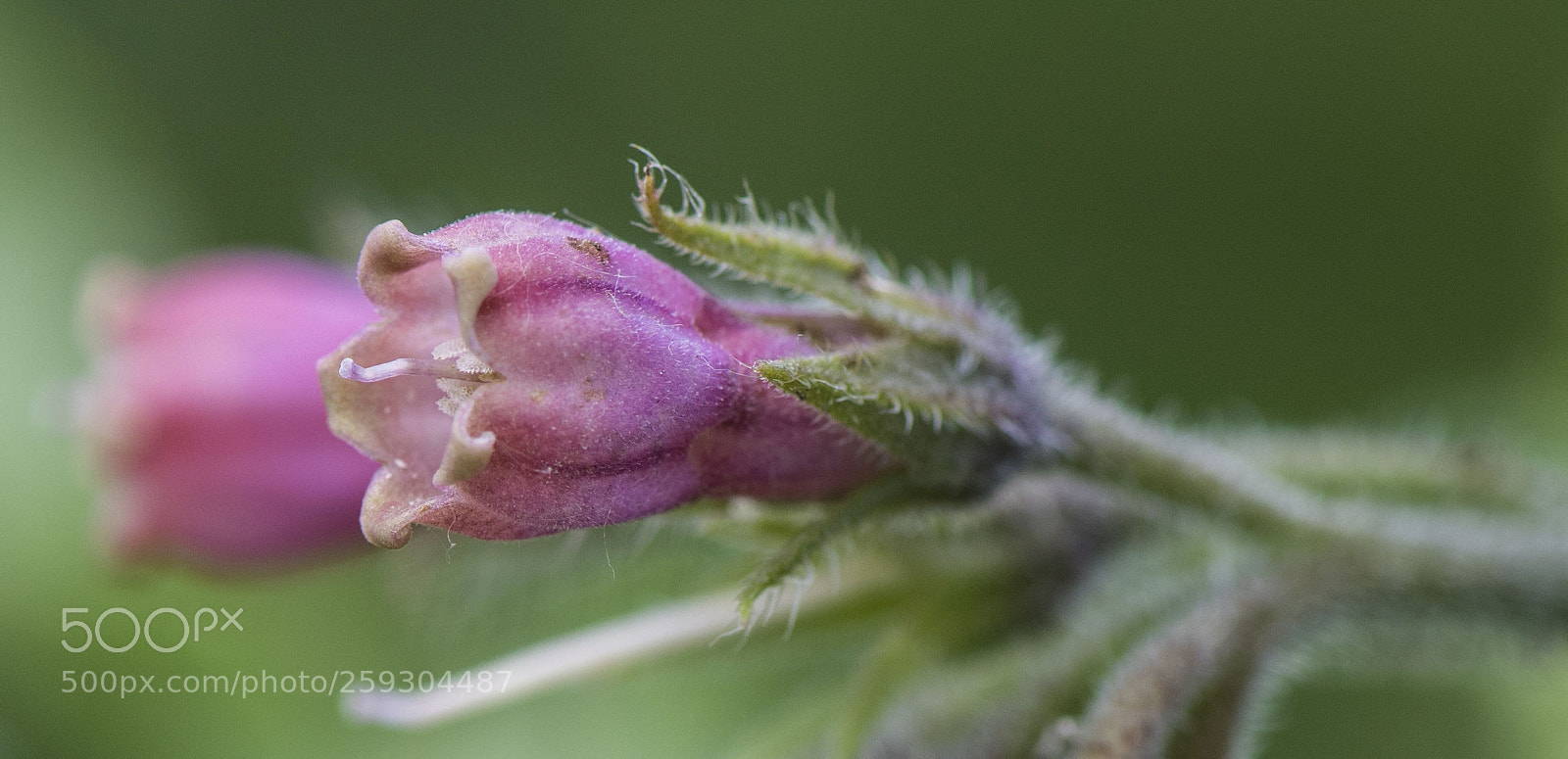 Nikon D810 sample photo. Wild flower photography