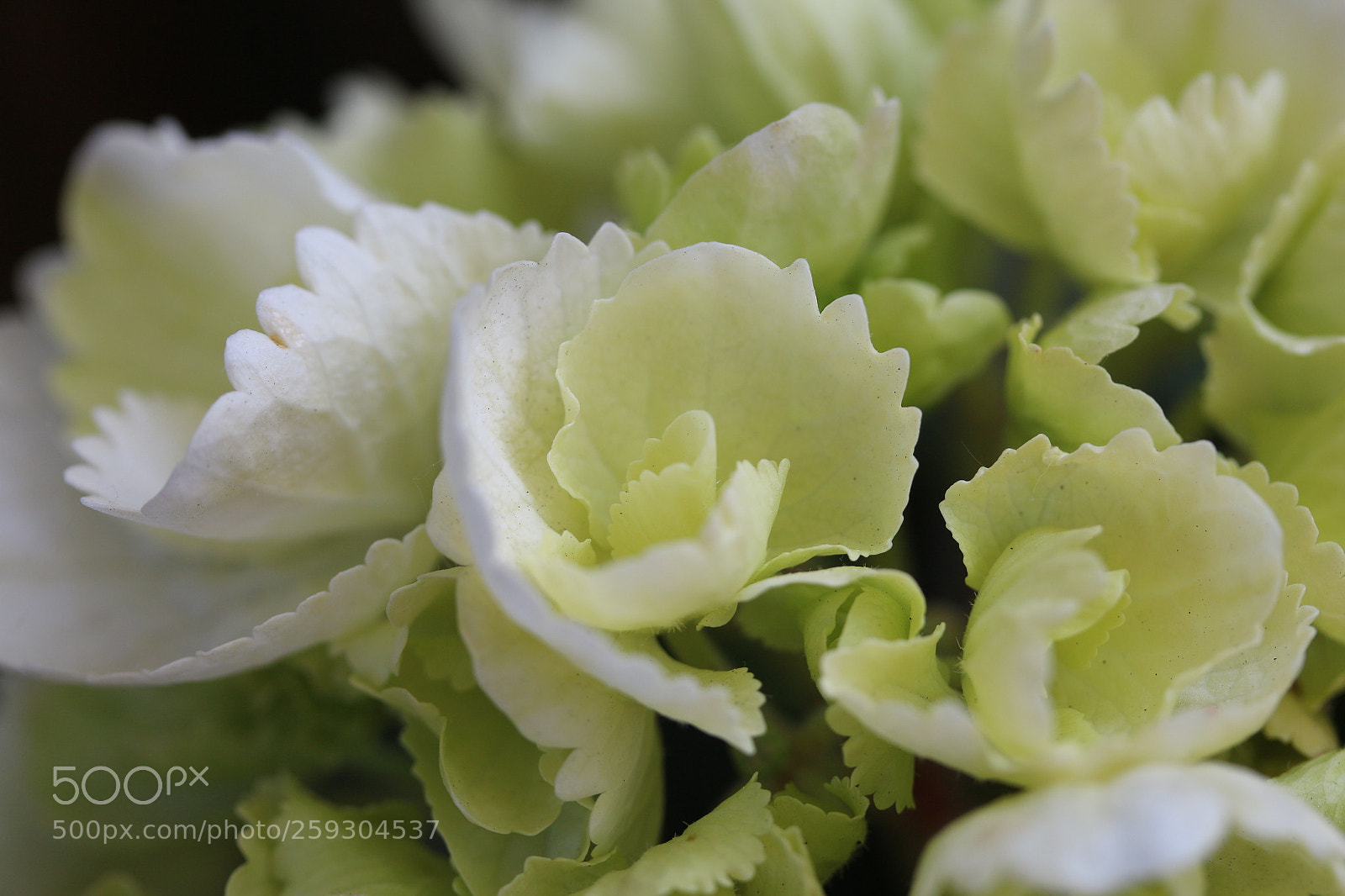 Canon EF-S 60mm F2.8 Macro USM sample photo. Hydrangea01 photography