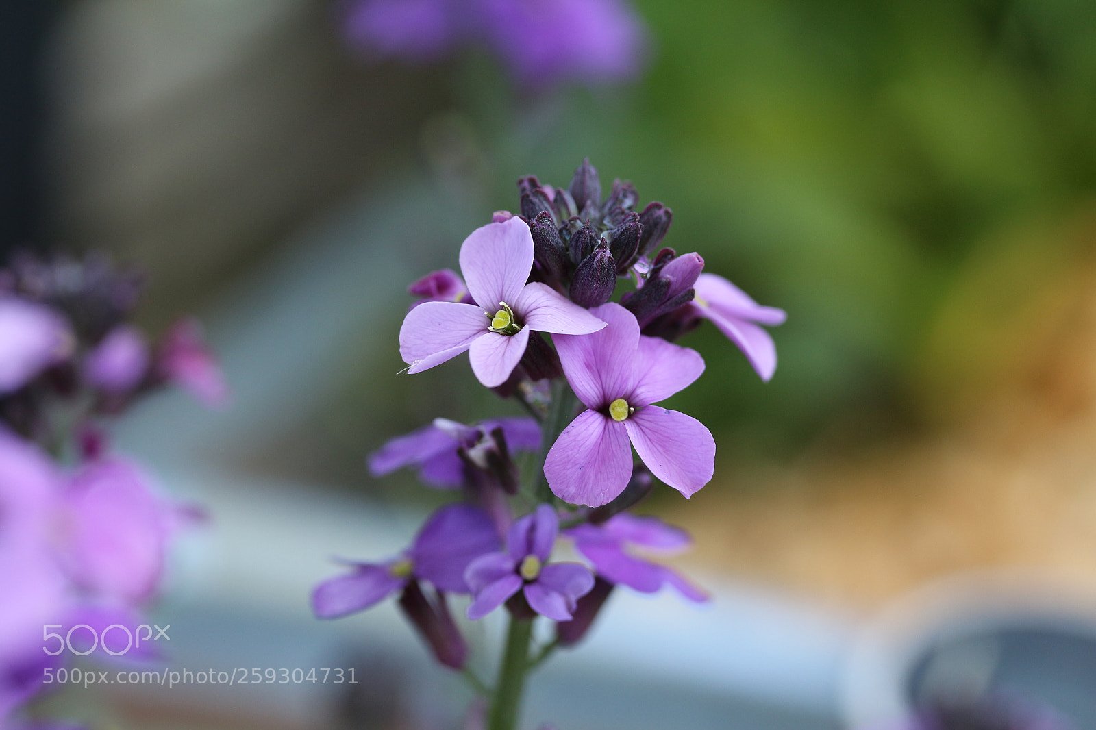 Canon EF-S 60mm F2.8 Macro USM sample photo. Purple 11 photography