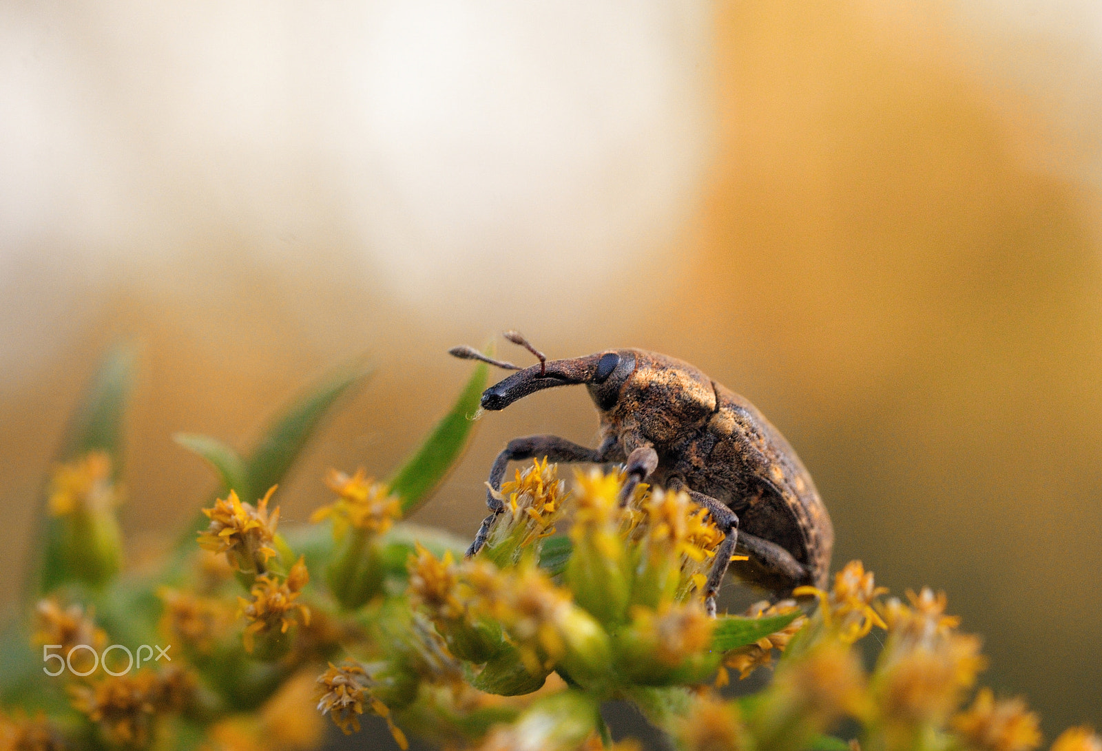 Nikon D300S + Nikon AF Micro-Nikkor 60mm F2.8D sample photo. Длинный нос photography