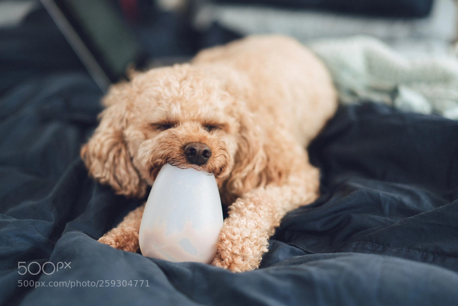 Sony a7R III sample photo. Peanut butter drunk photography