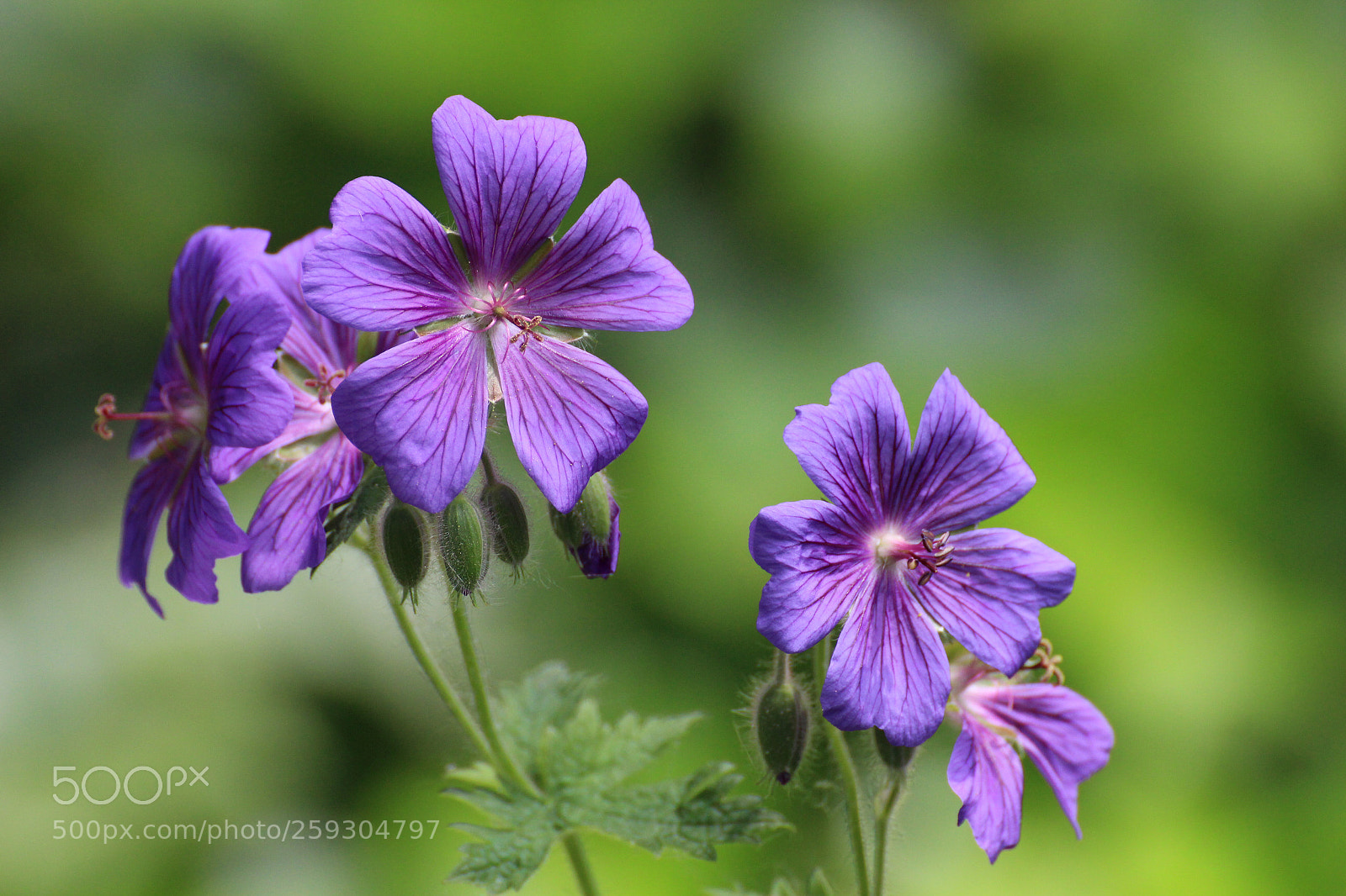 Canon EOS 700D (EOS Rebel T5i / EOS Kiss X7i) sample photo. Spring flower photography