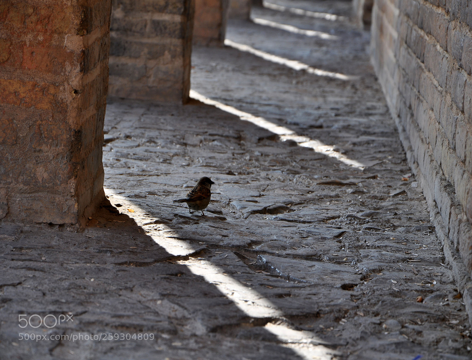 Nikon D90 sample photo. Untitled photography