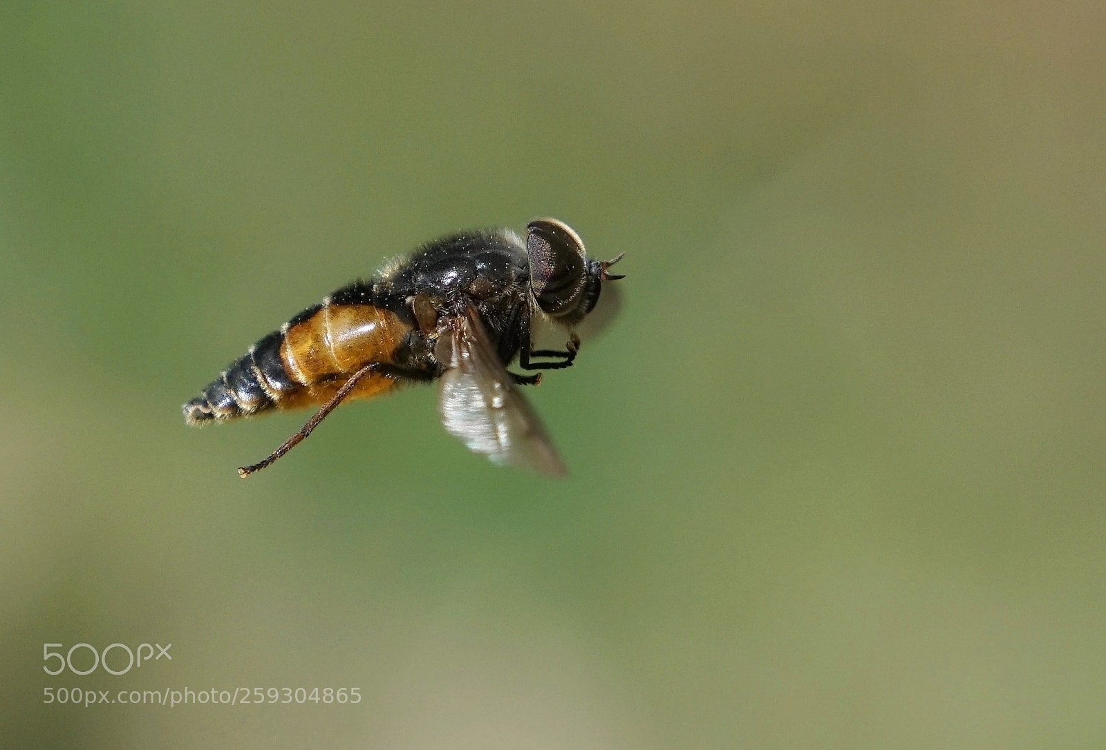 Sony a7R II sample photo. Horse-fly photography