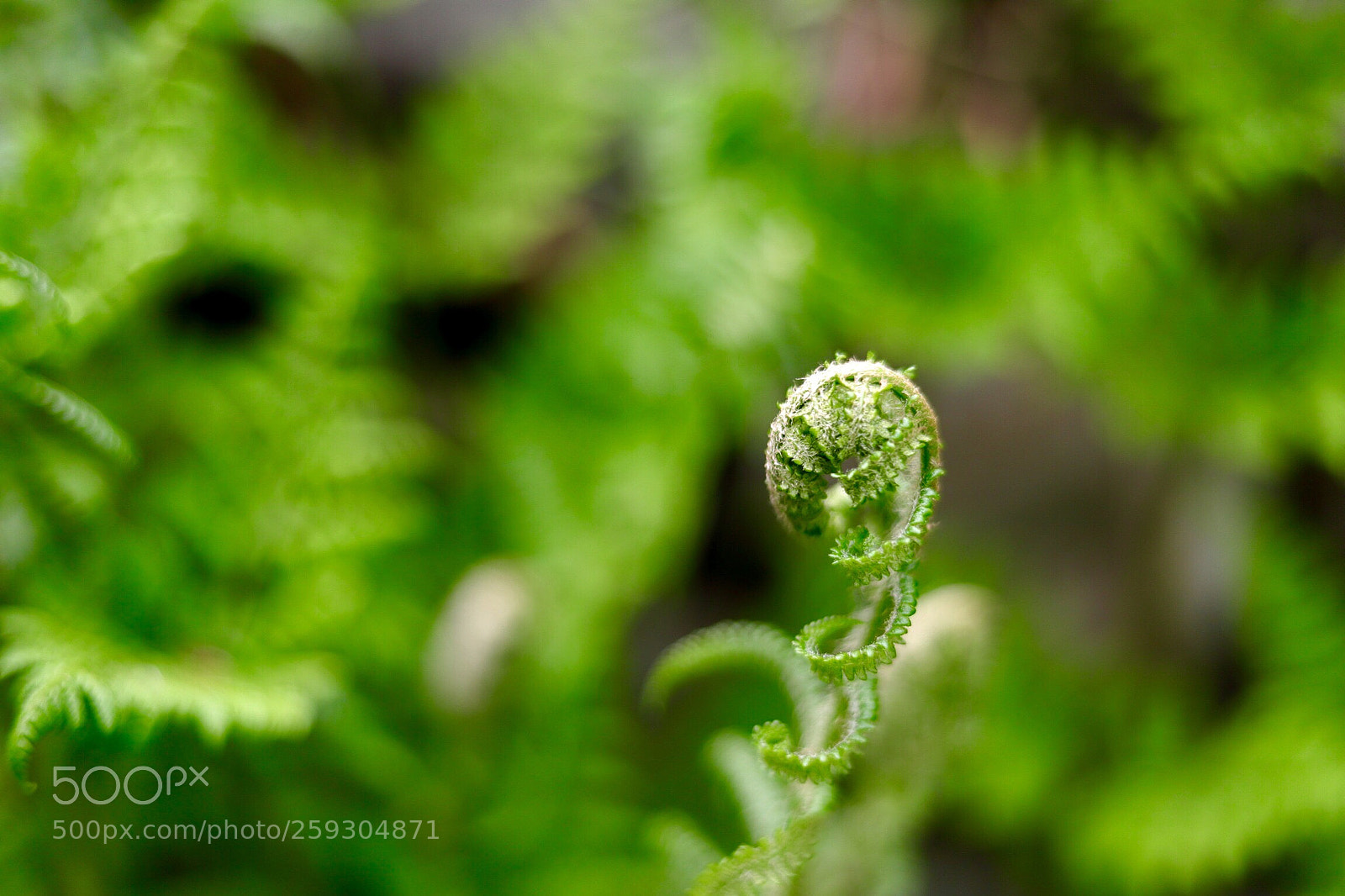 Canon EOS 6D Mark II sample photo. Unfurling  photography