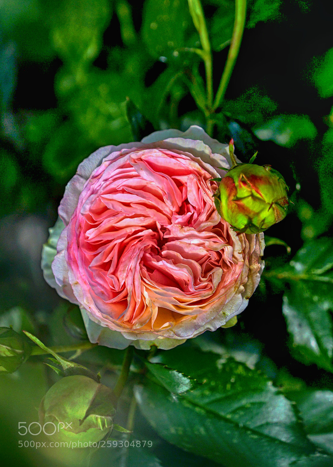 Sony a7 II sample photo. Pinky photography