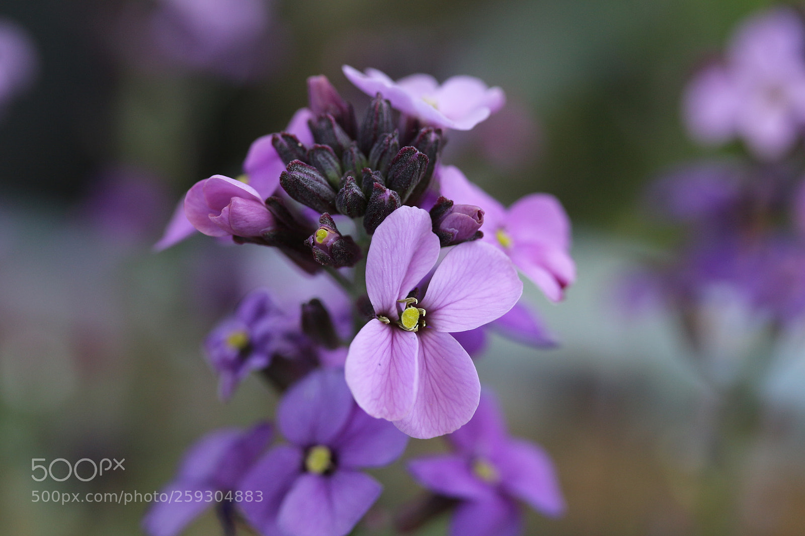 Canon EF-S 60mm F2.8 Macro USM sample photo. Purple 22 photography
