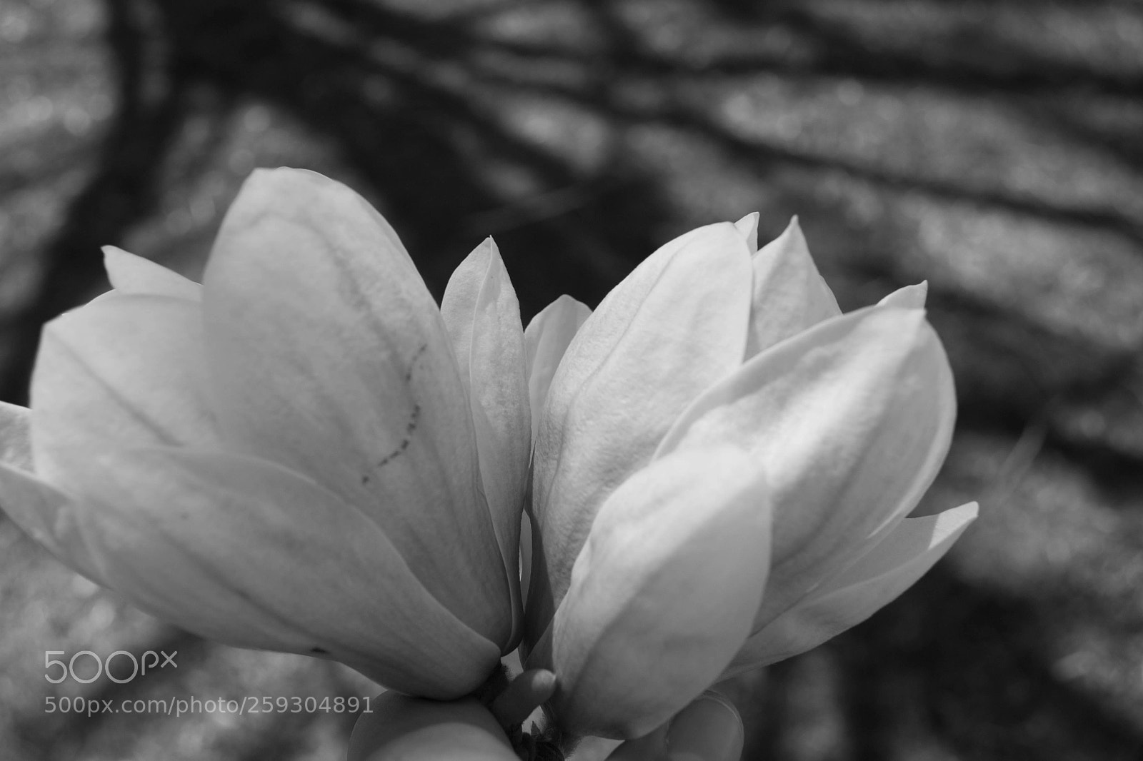 Nikon D3100 sample photo. Black and white photography
