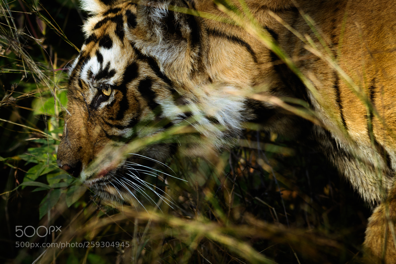 Nikon D500 sample photo. Eye of the tiger photography