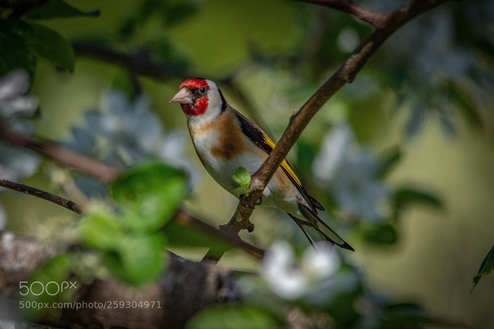 Nikon D7200 sample photo. European goldfinch photography