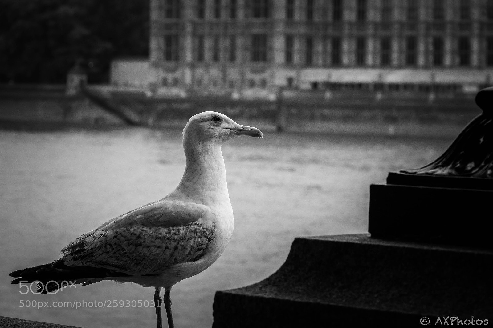 Canon EOS 600D (Rebel EOS T3i / EOS Kiss X5) sample photo. London mouette photography
