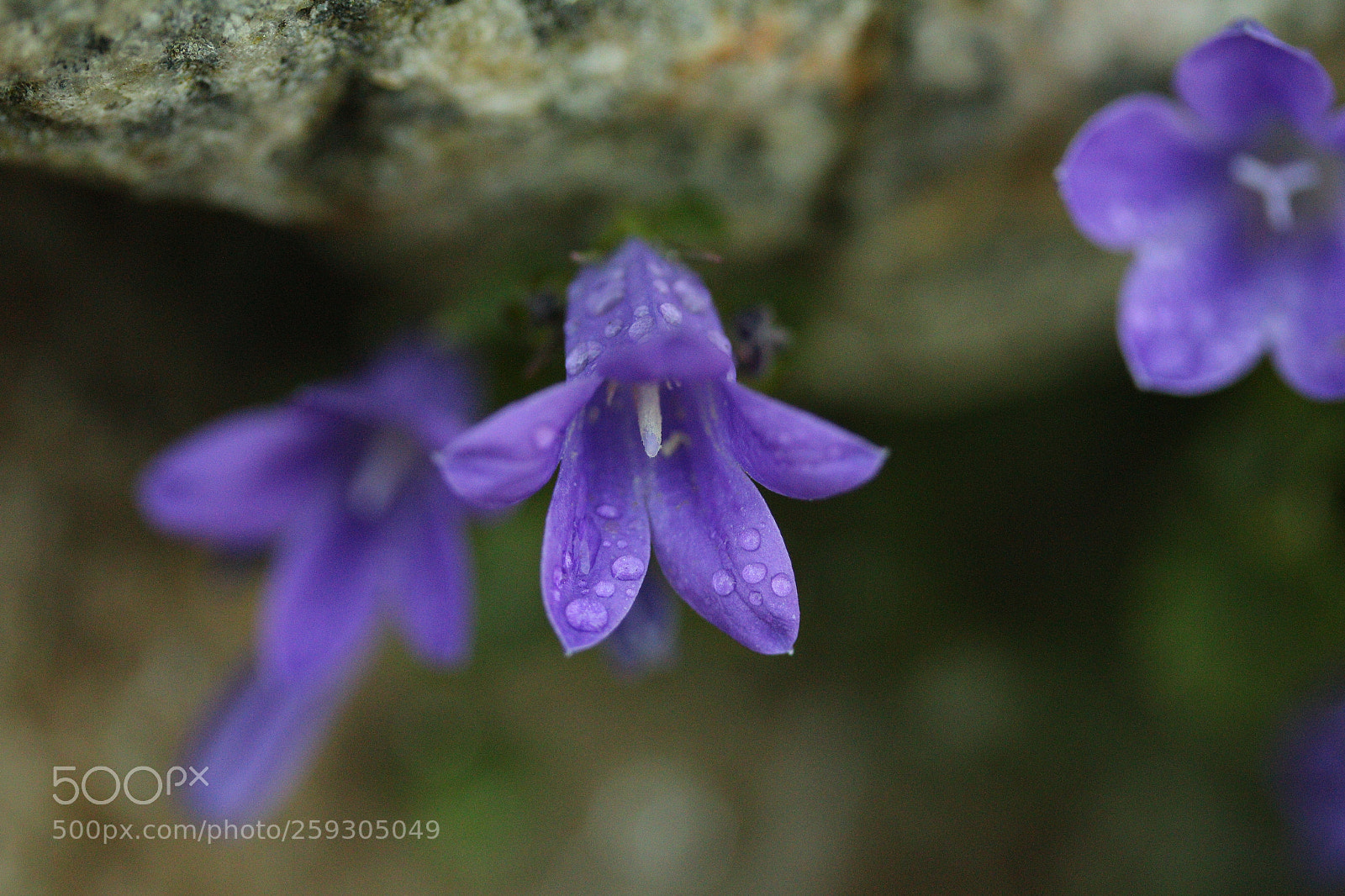 Canon EF-S 60mm F2.8 Macro USM sample photo. Bell of purple drops photography