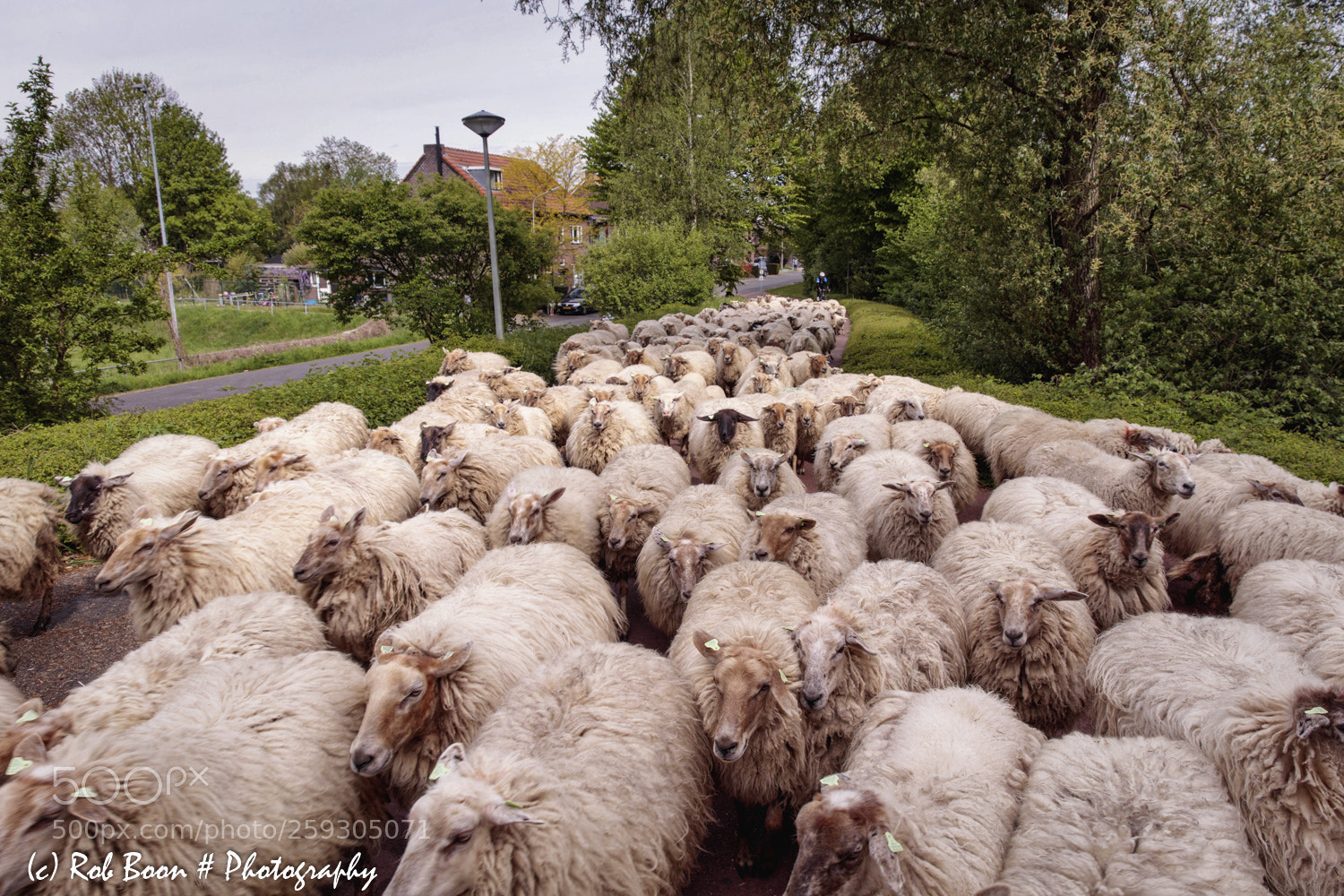 Canon EOS 5DS sample photo. Sheep invasion @ maastricht photography