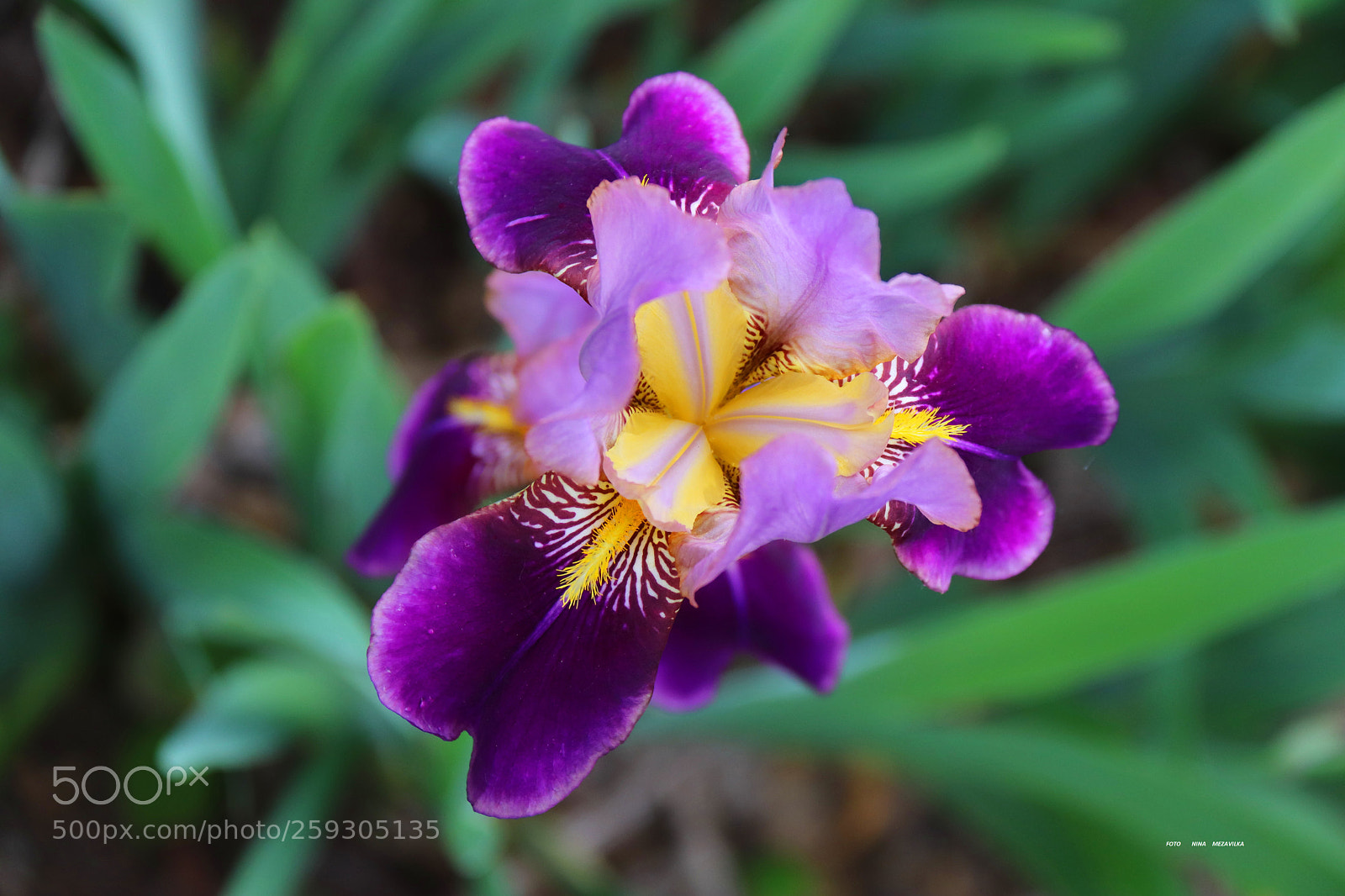 Canon EOS 800D (EOS Rebel T7i / EOS Kiss X9i) sample photo. Iris photography