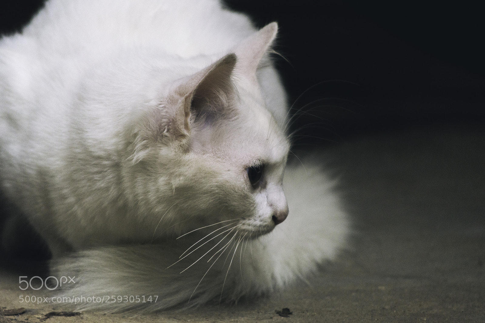 Nikon D3200 sample photo. White cat photography