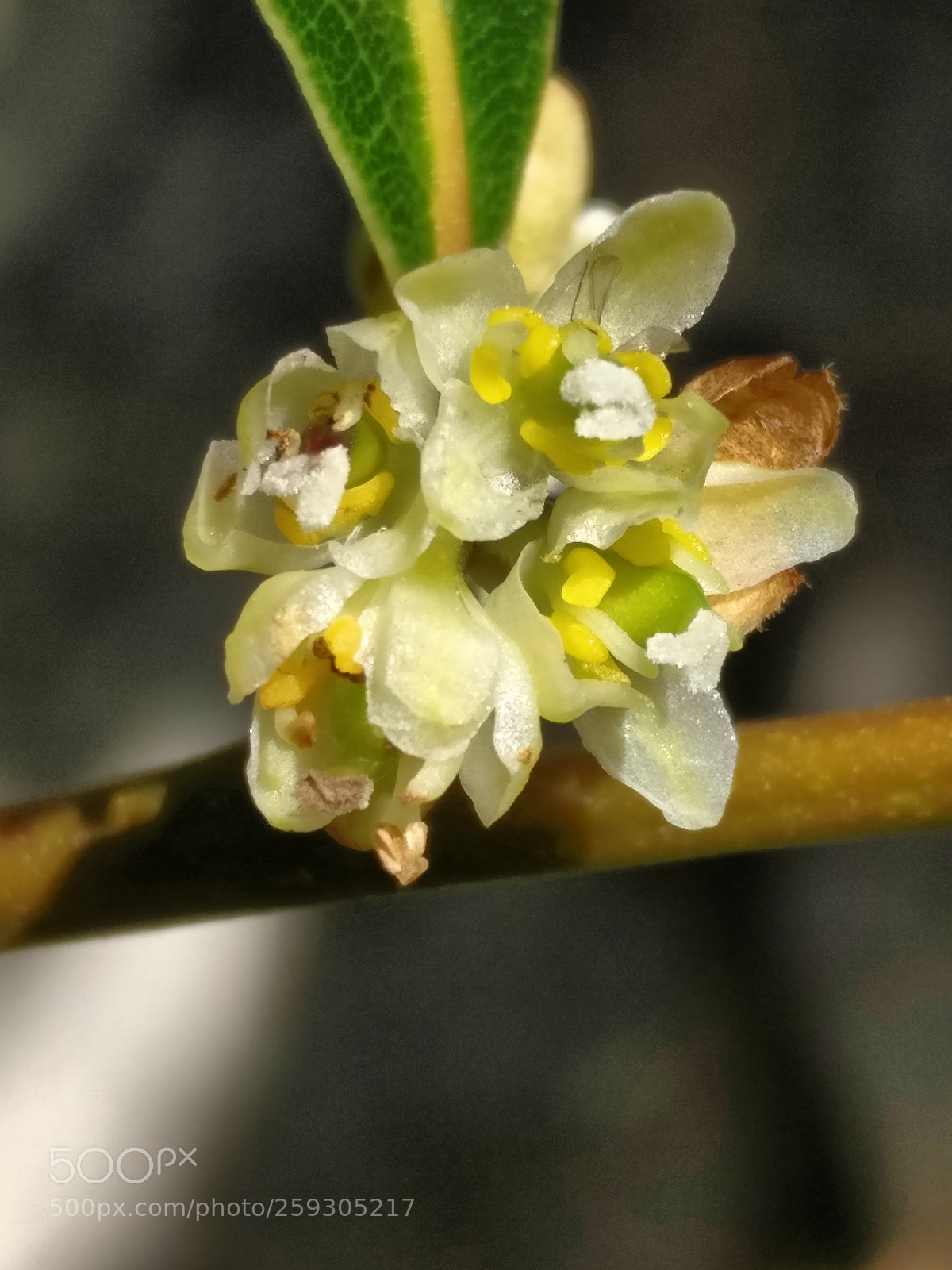 OnePlus A3003 sample photo. Apple blossom photography