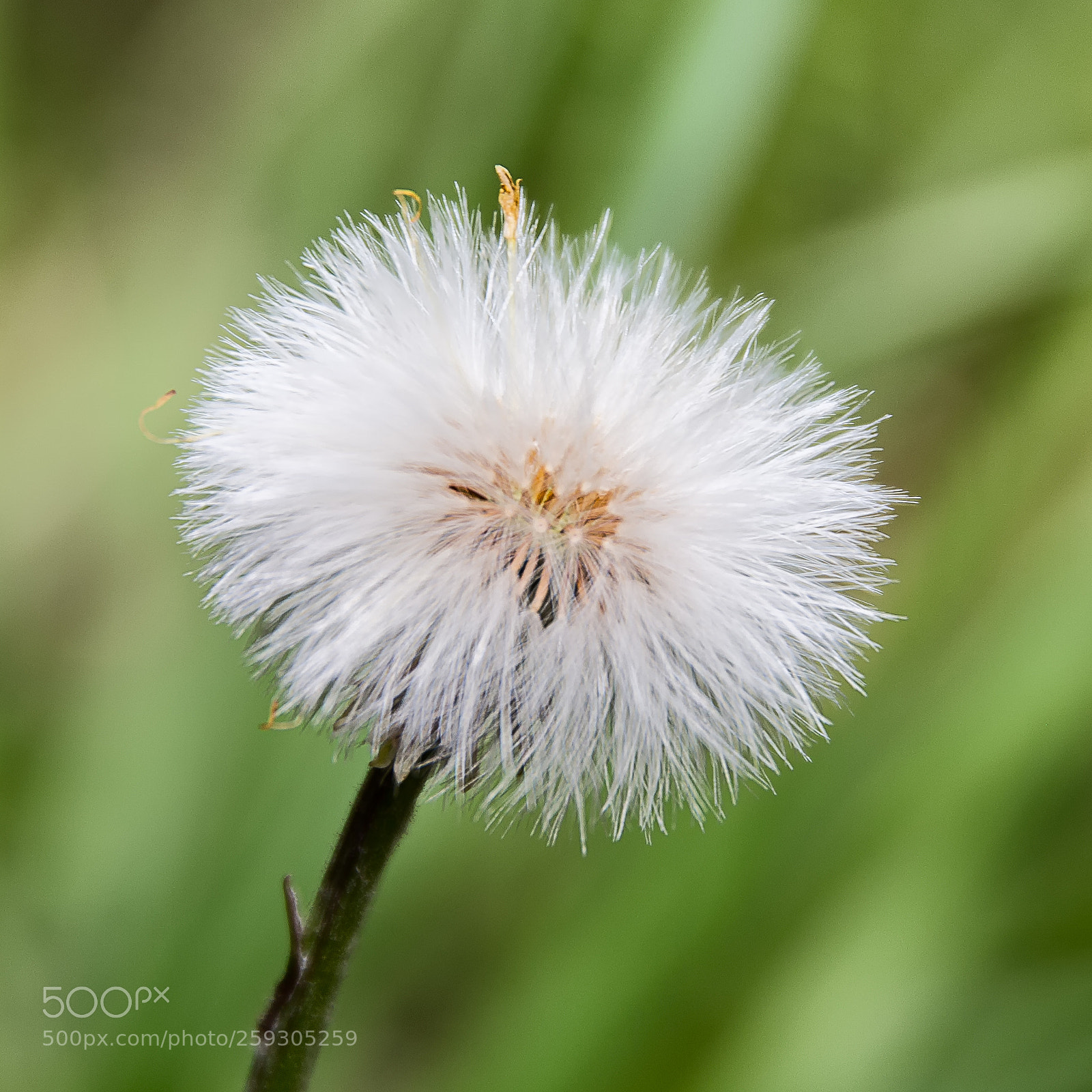 Canon EOS 6D sample photo. Dandelion photography