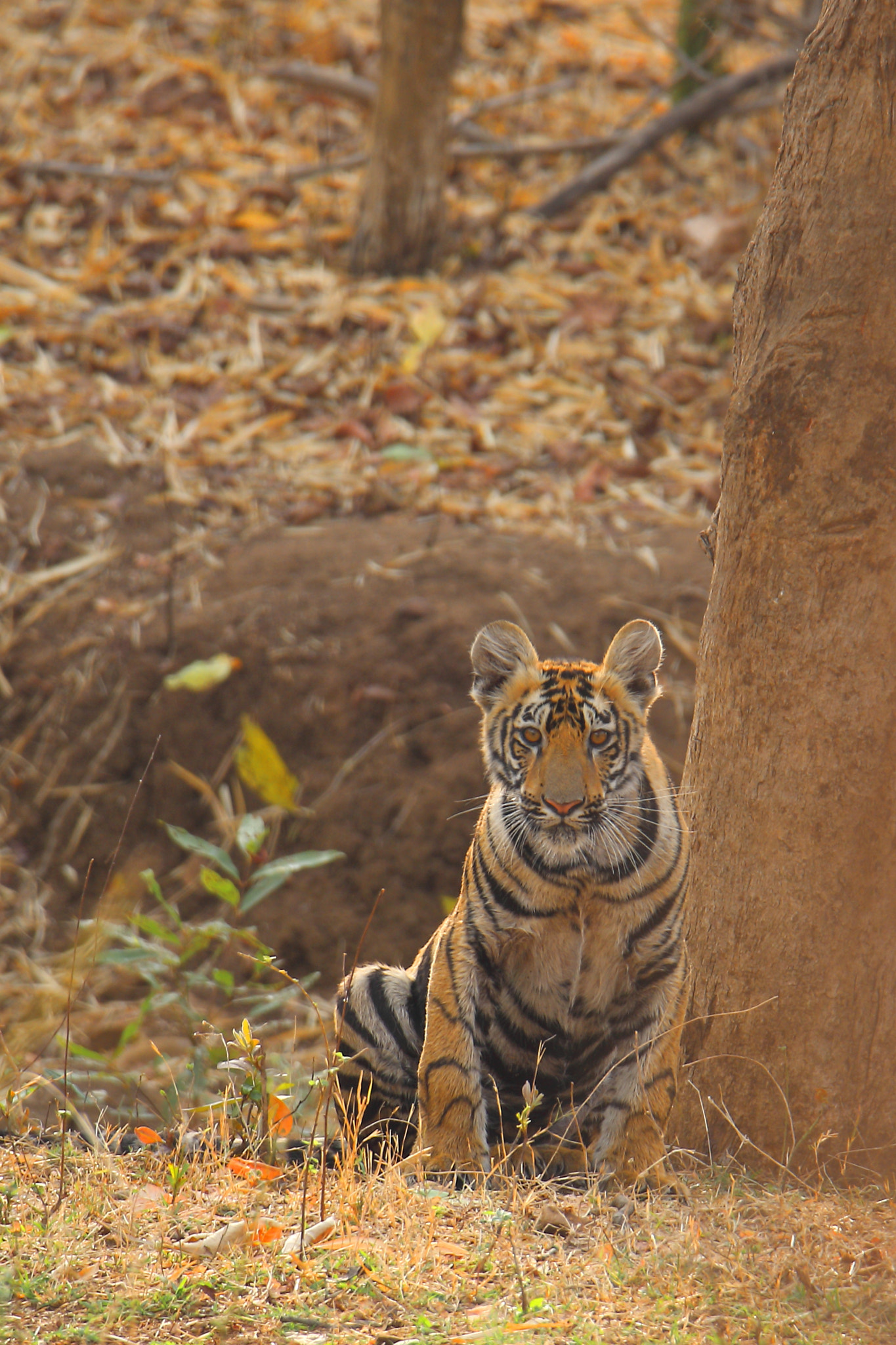 Canon EOS 70D sample photo. Junabai cub photography