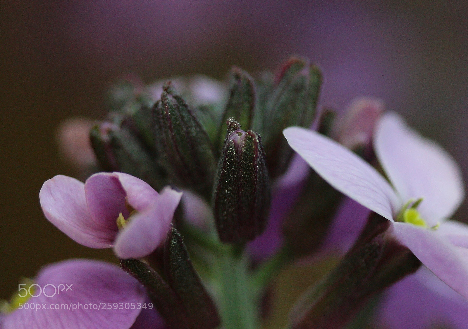 Canon EOS 700D (EOS Rebel T5i / EOS Kiss X7i) sample photo. Even closer to purple photography