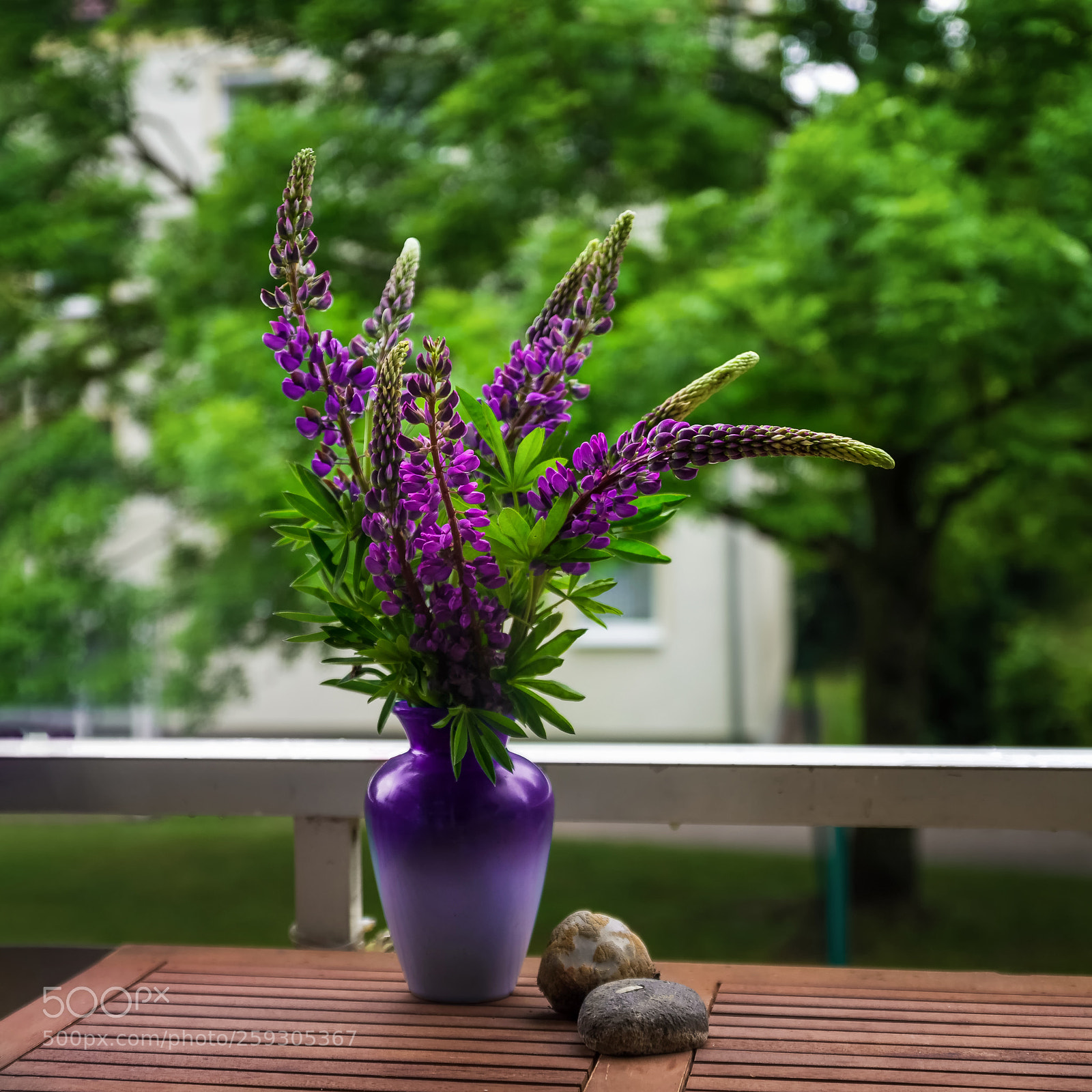 Canon EOS 60D sample photo. Lupine bouquet on balcony photography