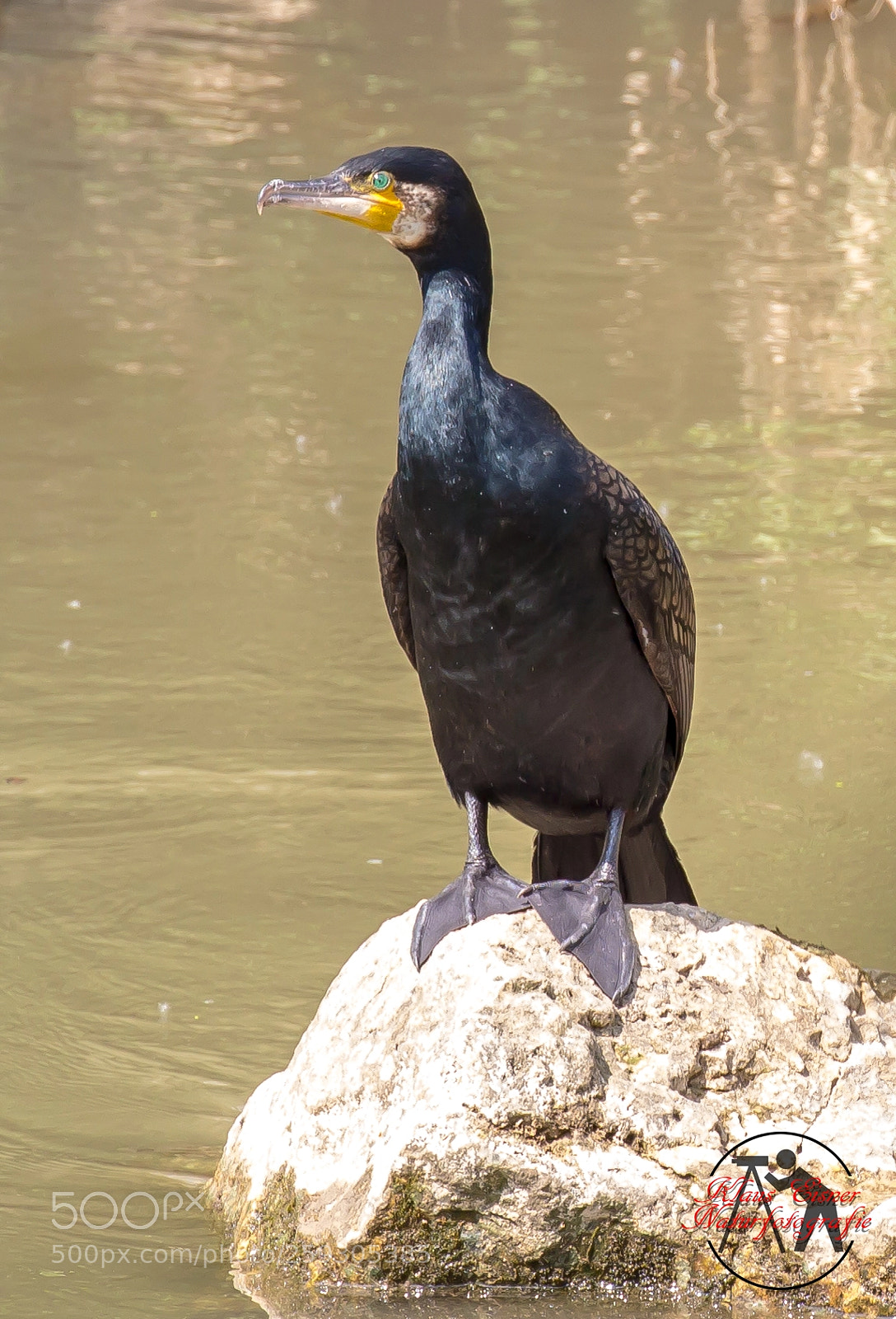 Canon EOS 700D (EOS Rebel T5i / EOS Kiss X7i) sample photo. Kormoran photography