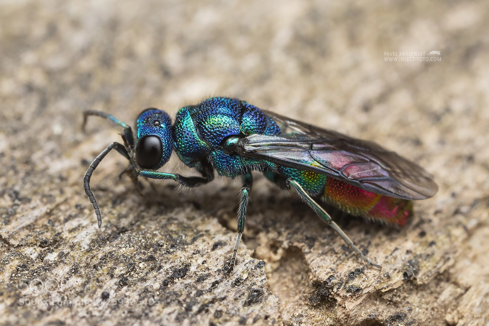 Canon EOS 6D Mark II sample photo. Cuckoo wasp photography