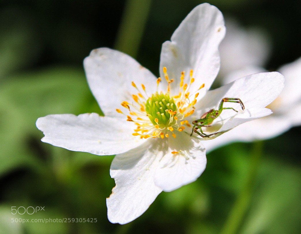 Canon EOS 80D sample photo. Whiteflower photography