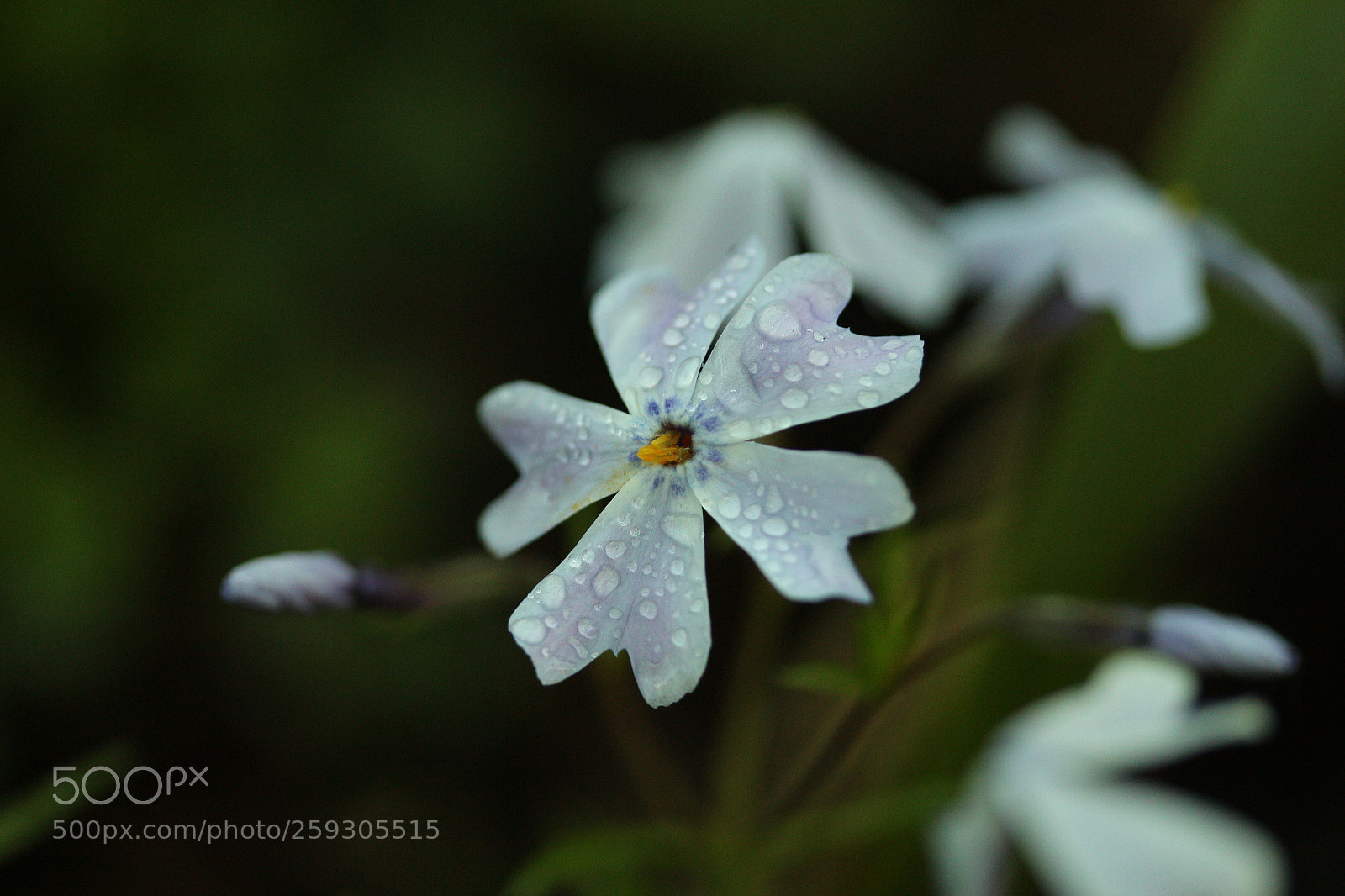 Canon EF-S 60mm F2.8 Macro USM sample photo. Flower with raindrops 11 photography