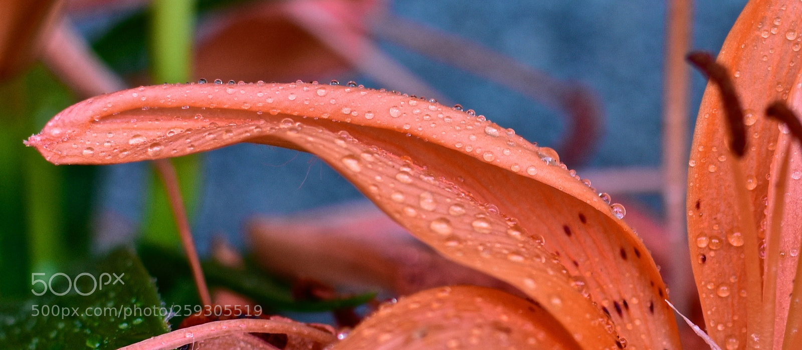Nikon D7200 sample photo. Macro 1 photography