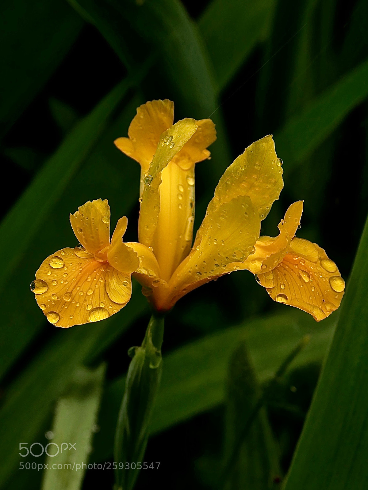 Panasonic Lumix DMC-GX85 (Lumix DMC-GX80 / Lumix DMC-GX7 Mark II) sample photo. Rain in my garden photography