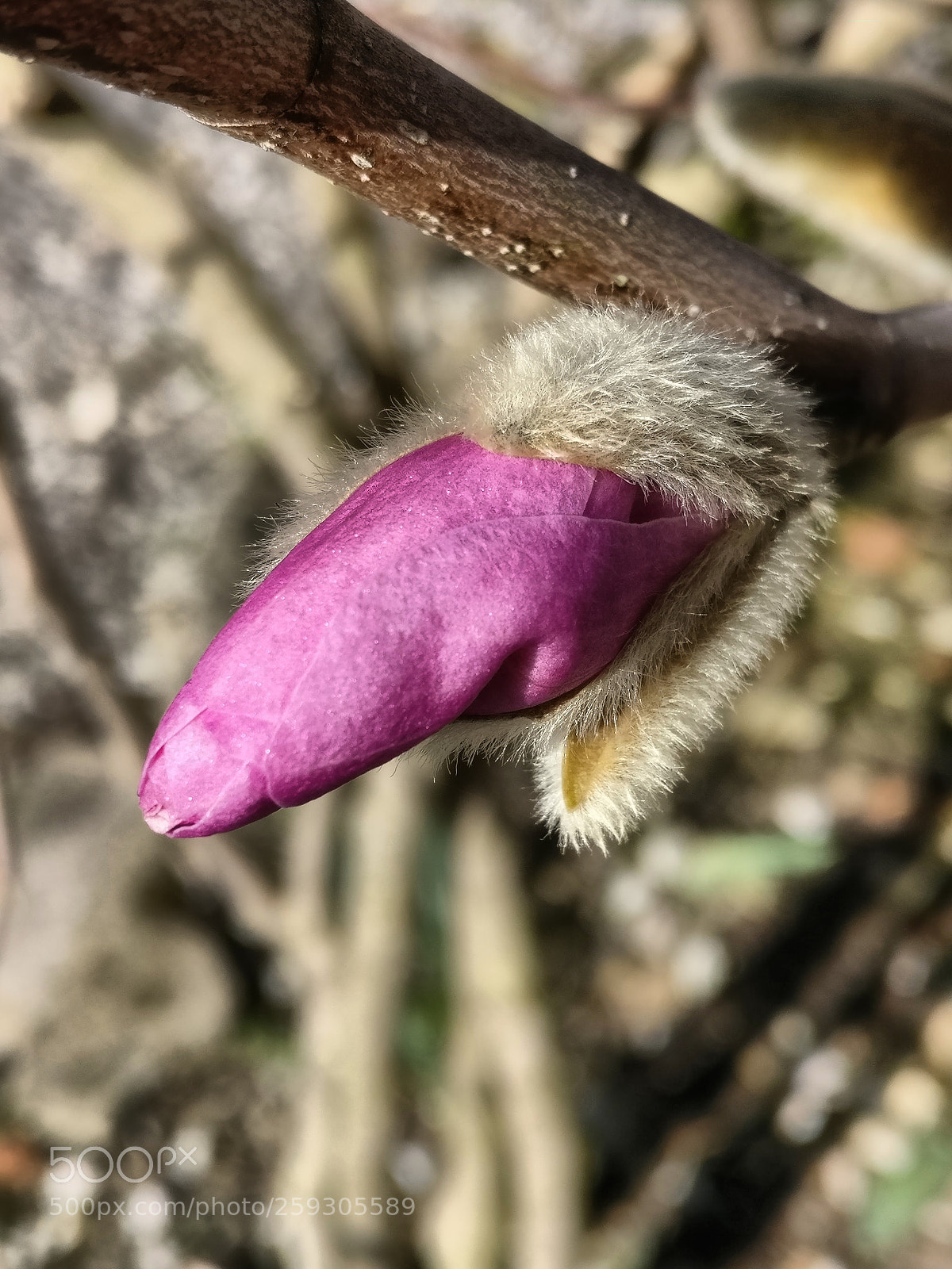 OnePlus A3003 sample photo. Magnolia photography