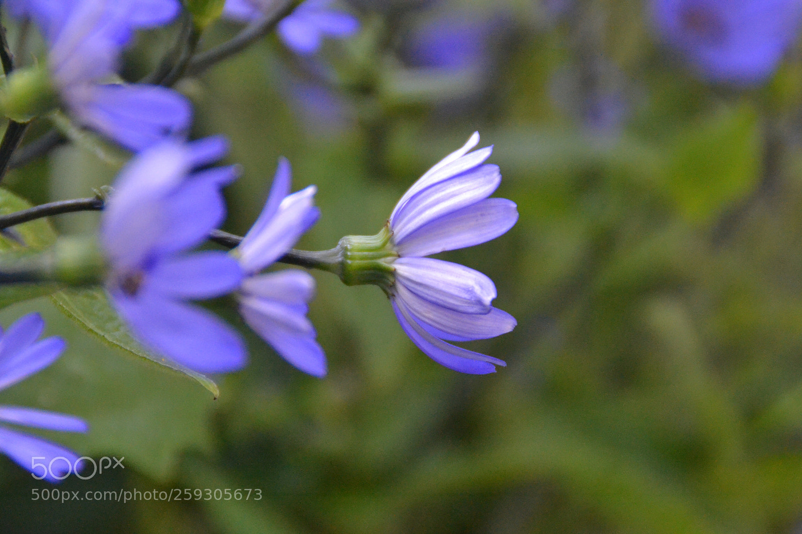 Nikon D3100 sample photo. Alone in the garden  photography