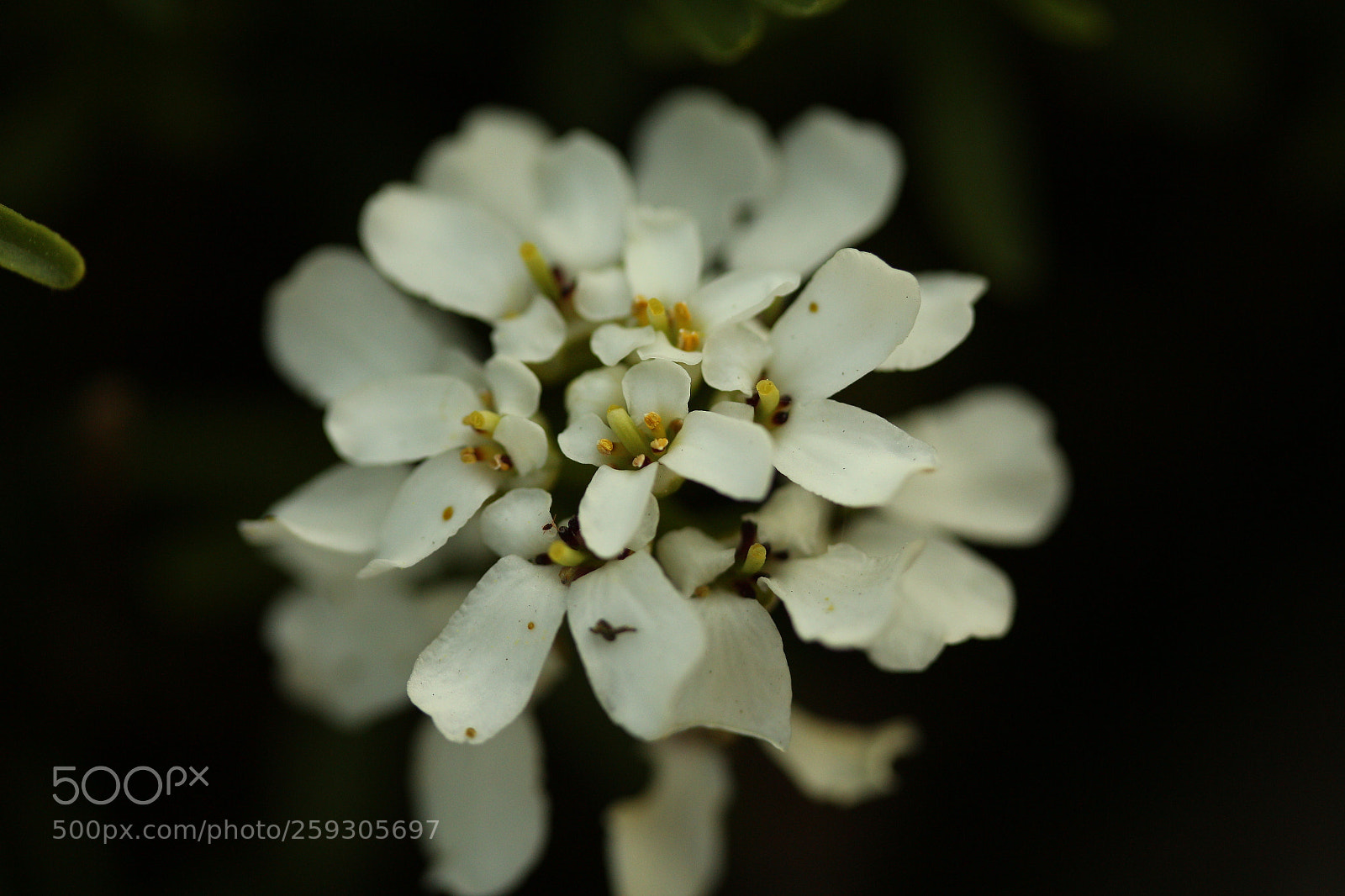 Canon EF-S 60mm F2.8 Macro USM sample photo. White white white 11 photography