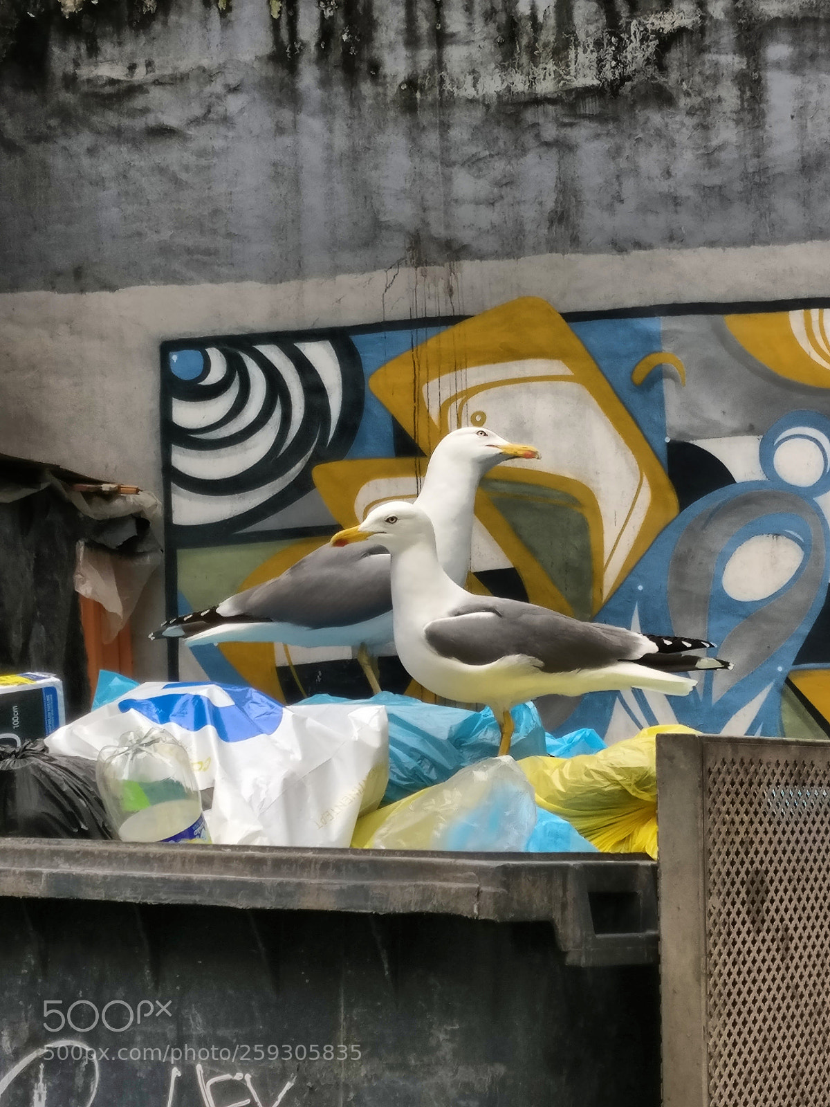 OnePlus A3003 sample photo. Seagulls photography