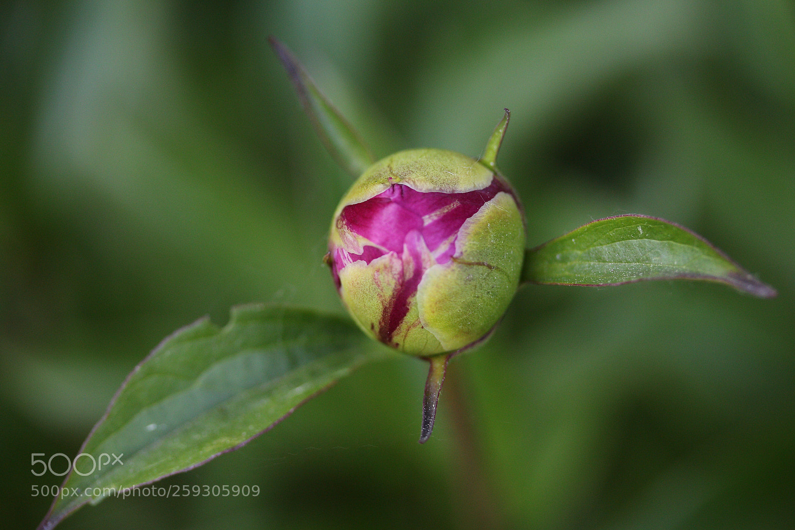 Canon EOS 700D (EOS Rebel T5i / EOS Kiss X7i) sample photo. One more ready to photography